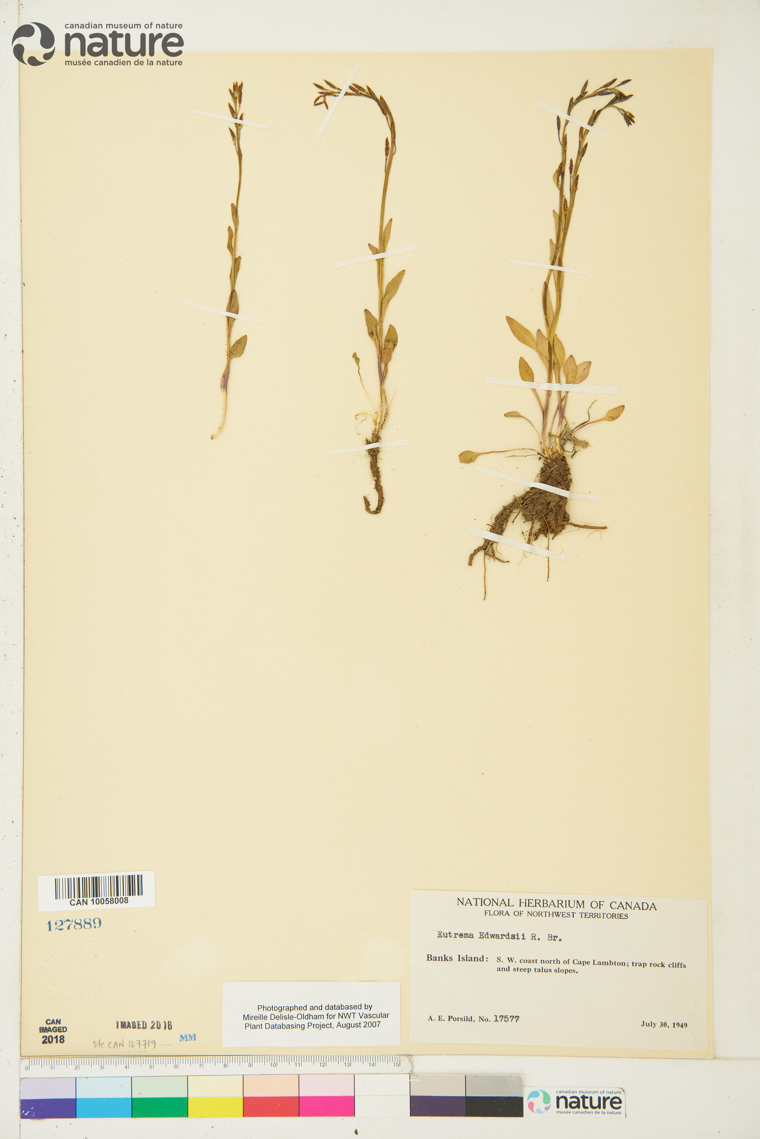 Eutrema edwardsii image