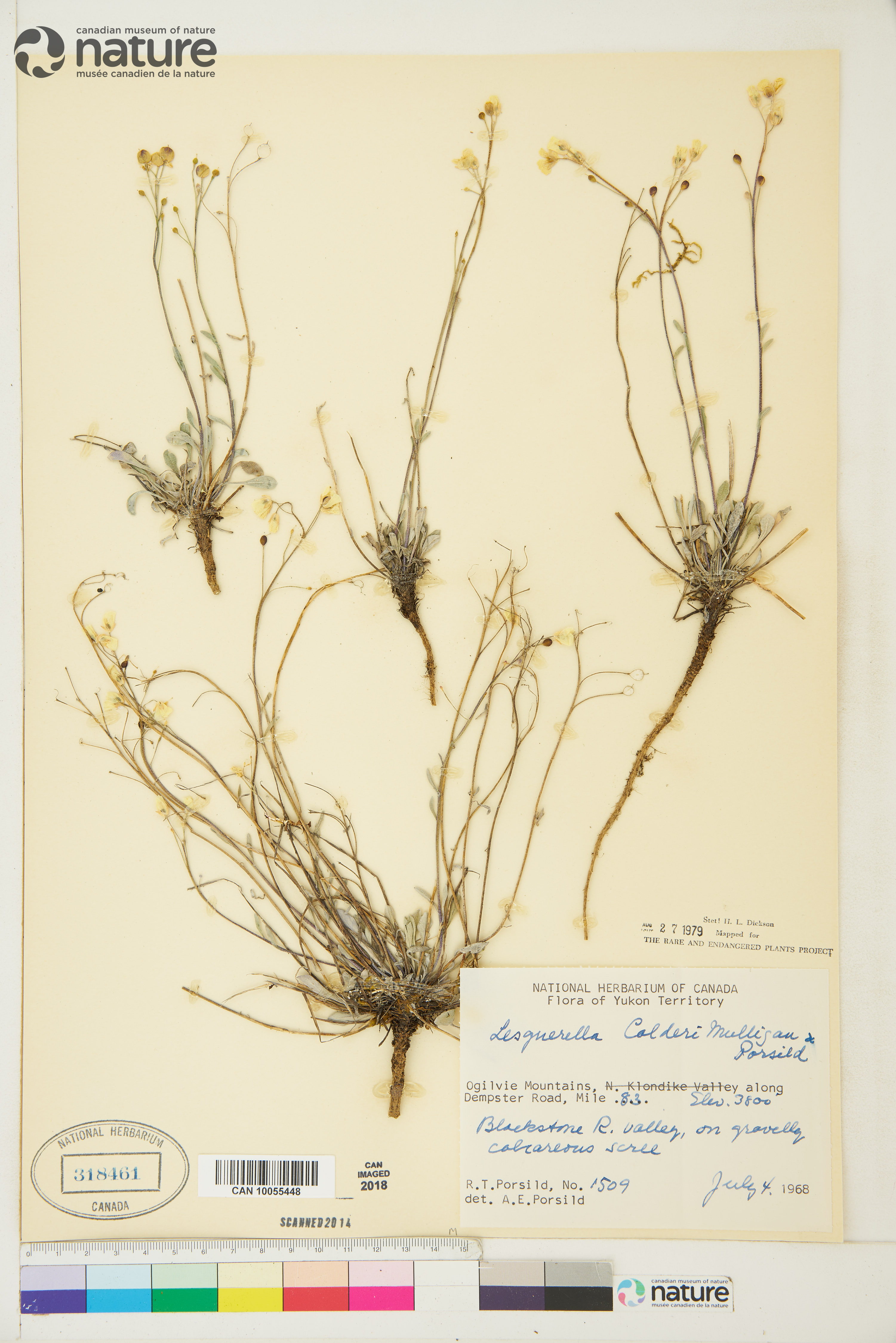 Physaria calderi image