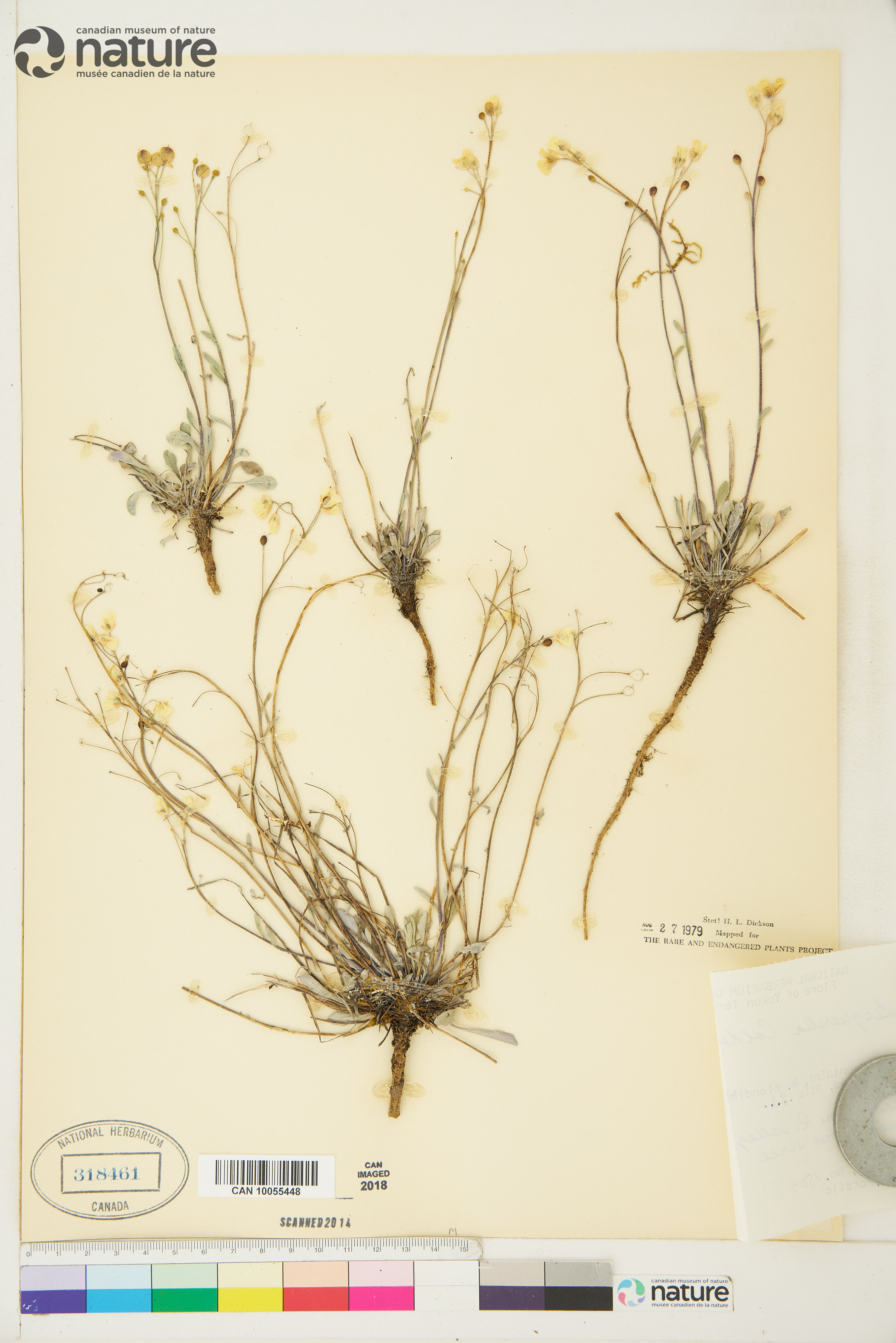 Physaria calderi image
