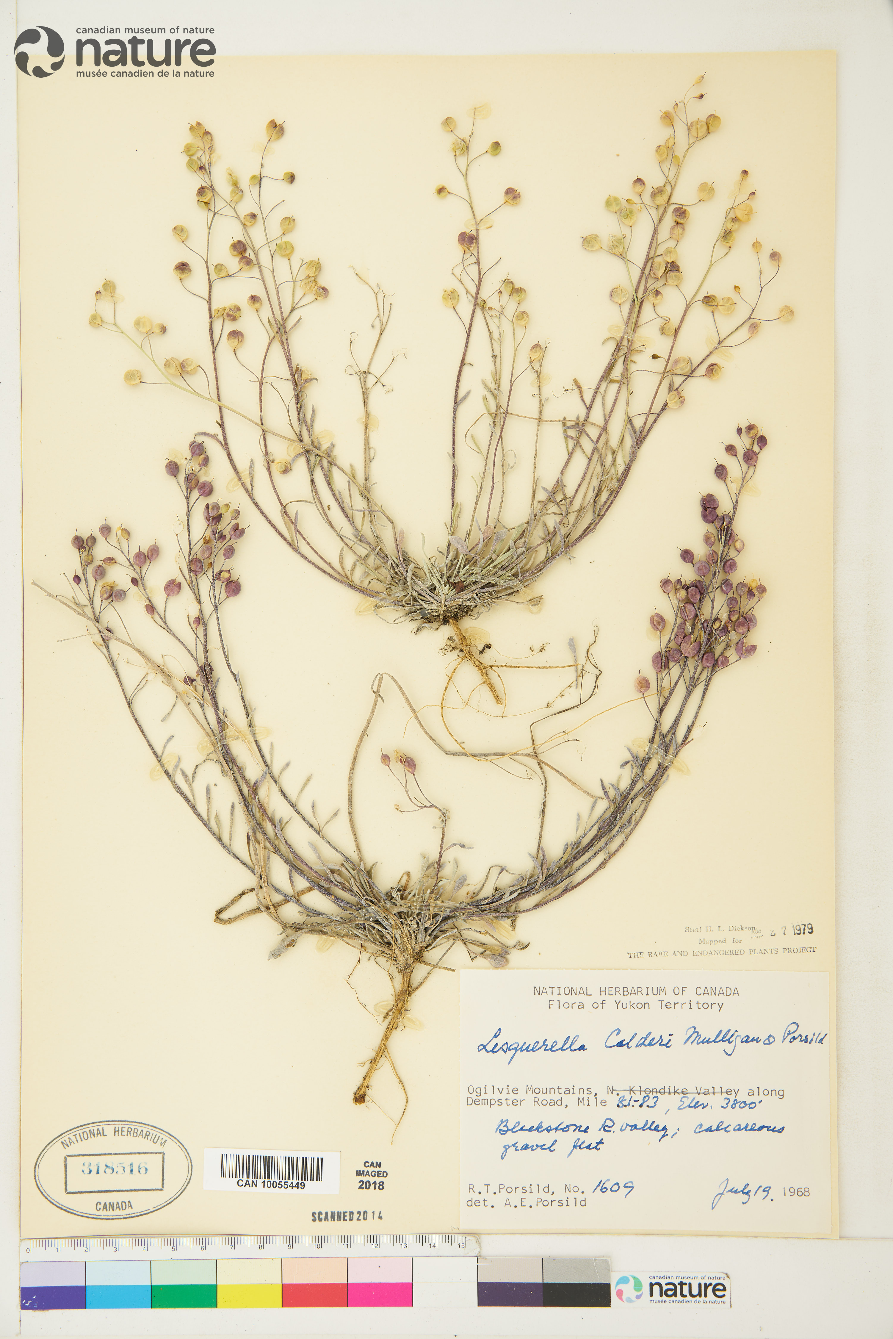 Physaria calderi image