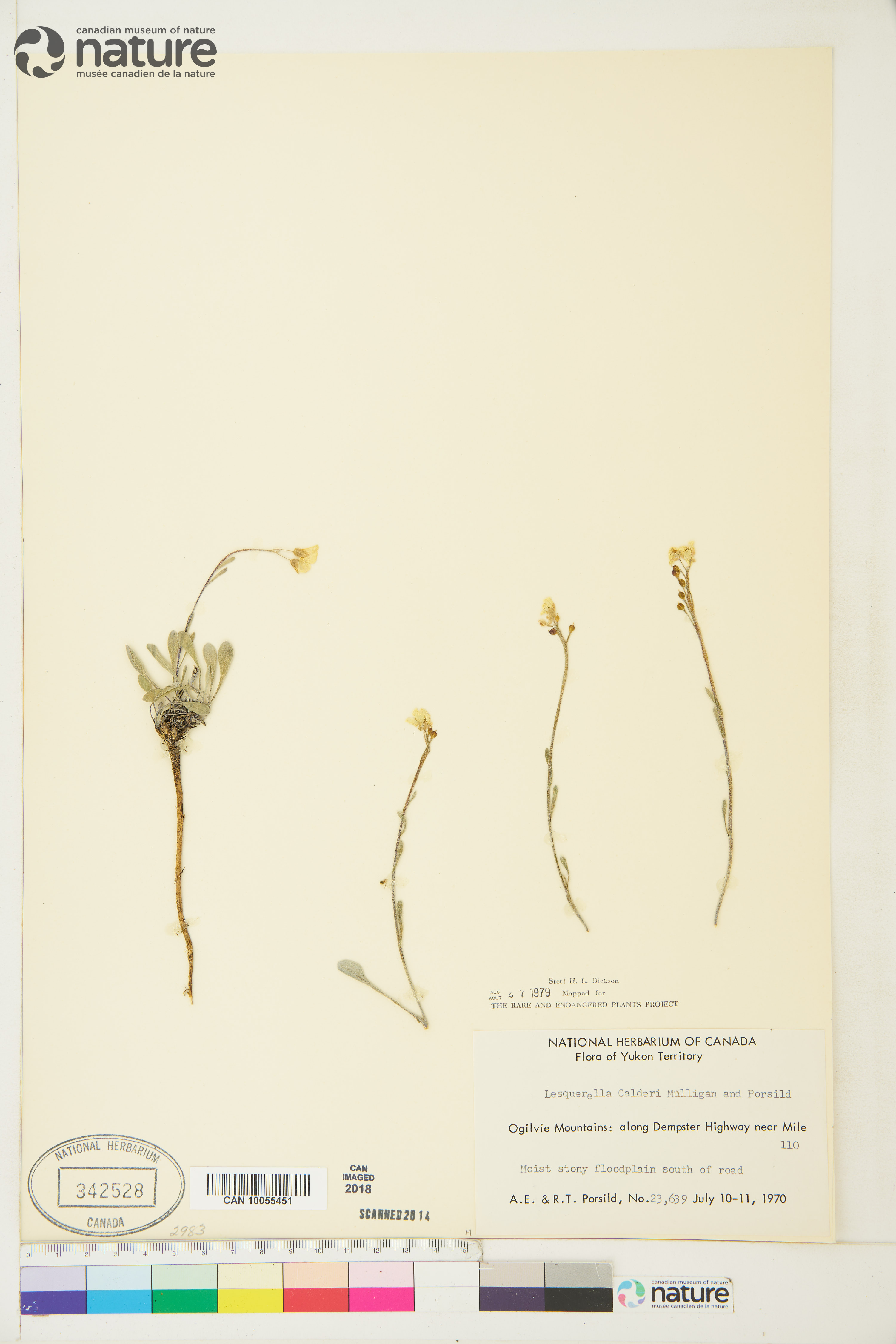 Physaria calderi image
