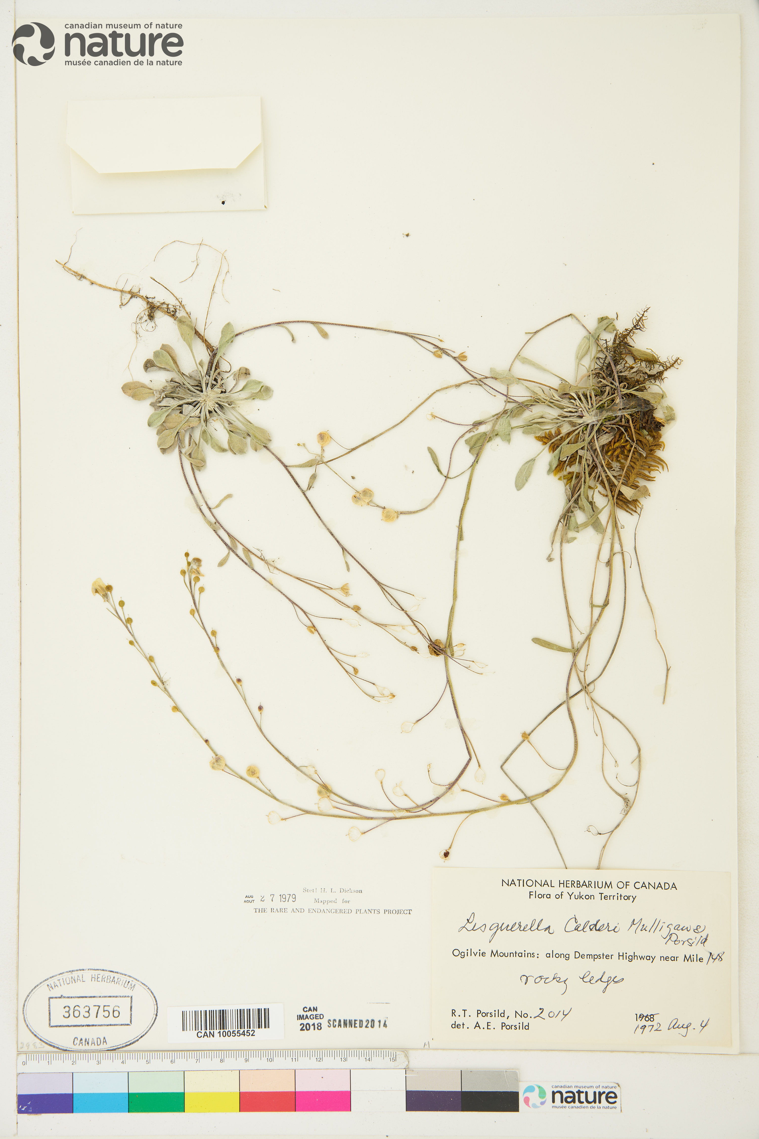 Physaria calderi image