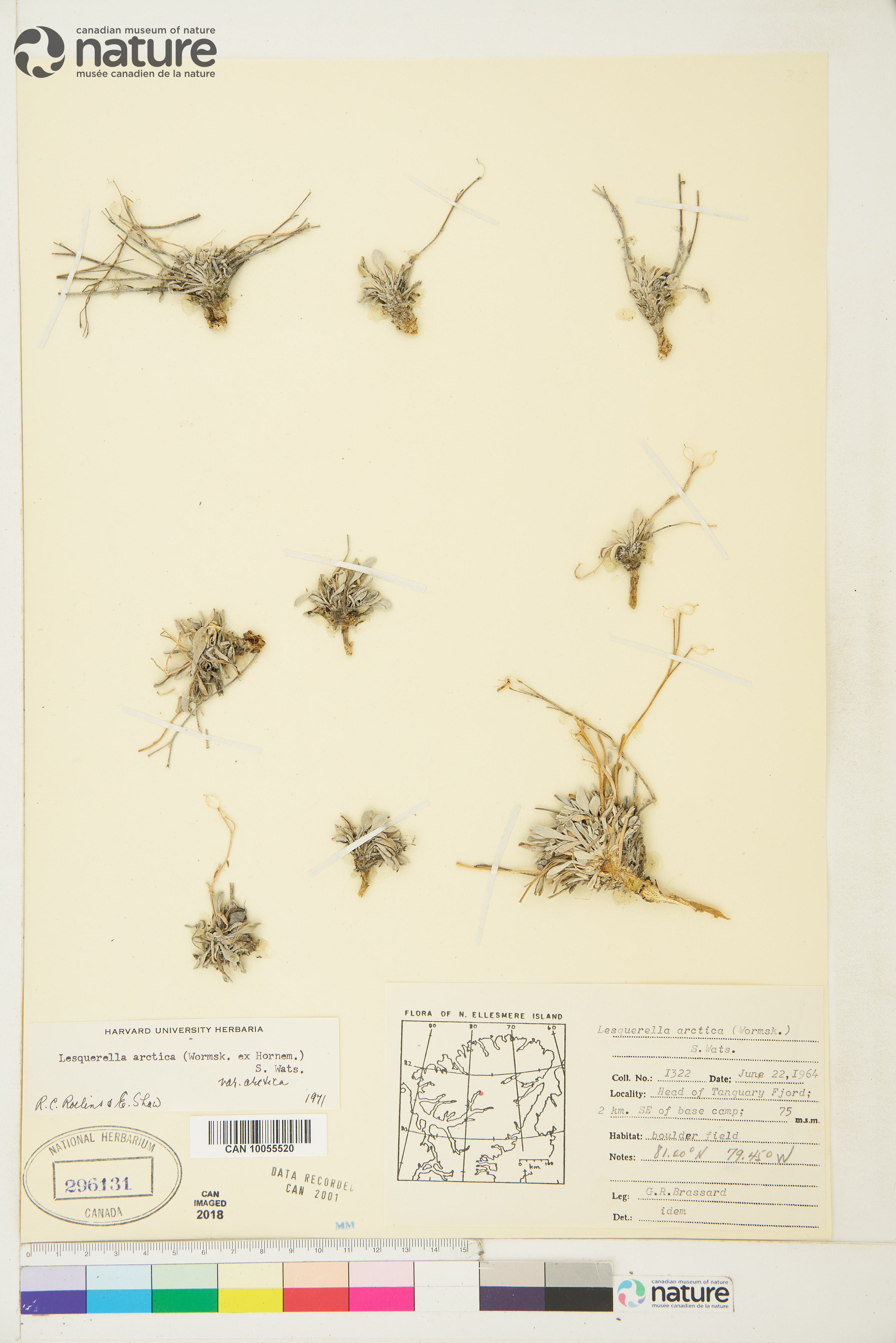 Physaria arctica image