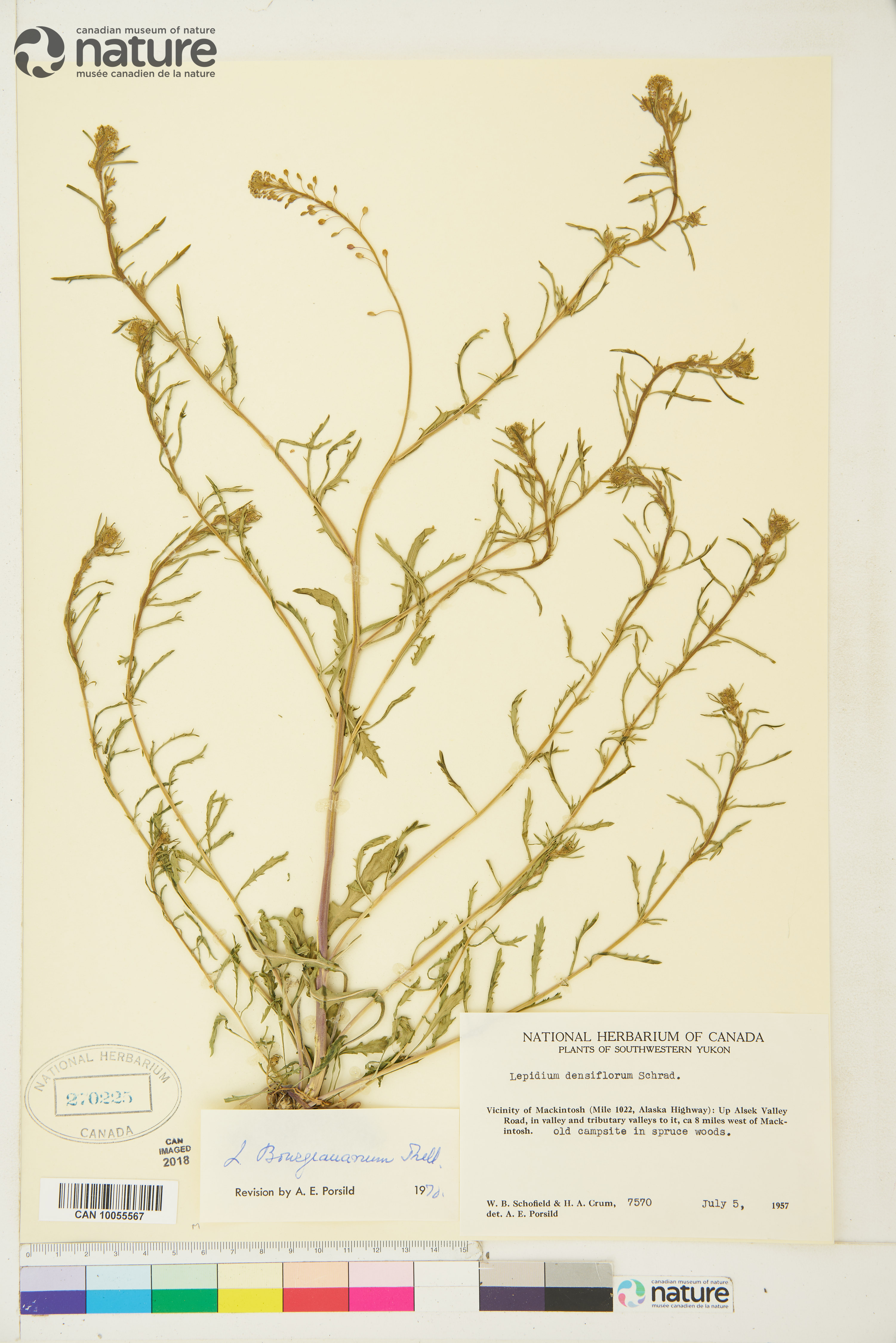 Lepidium ramosissimum image