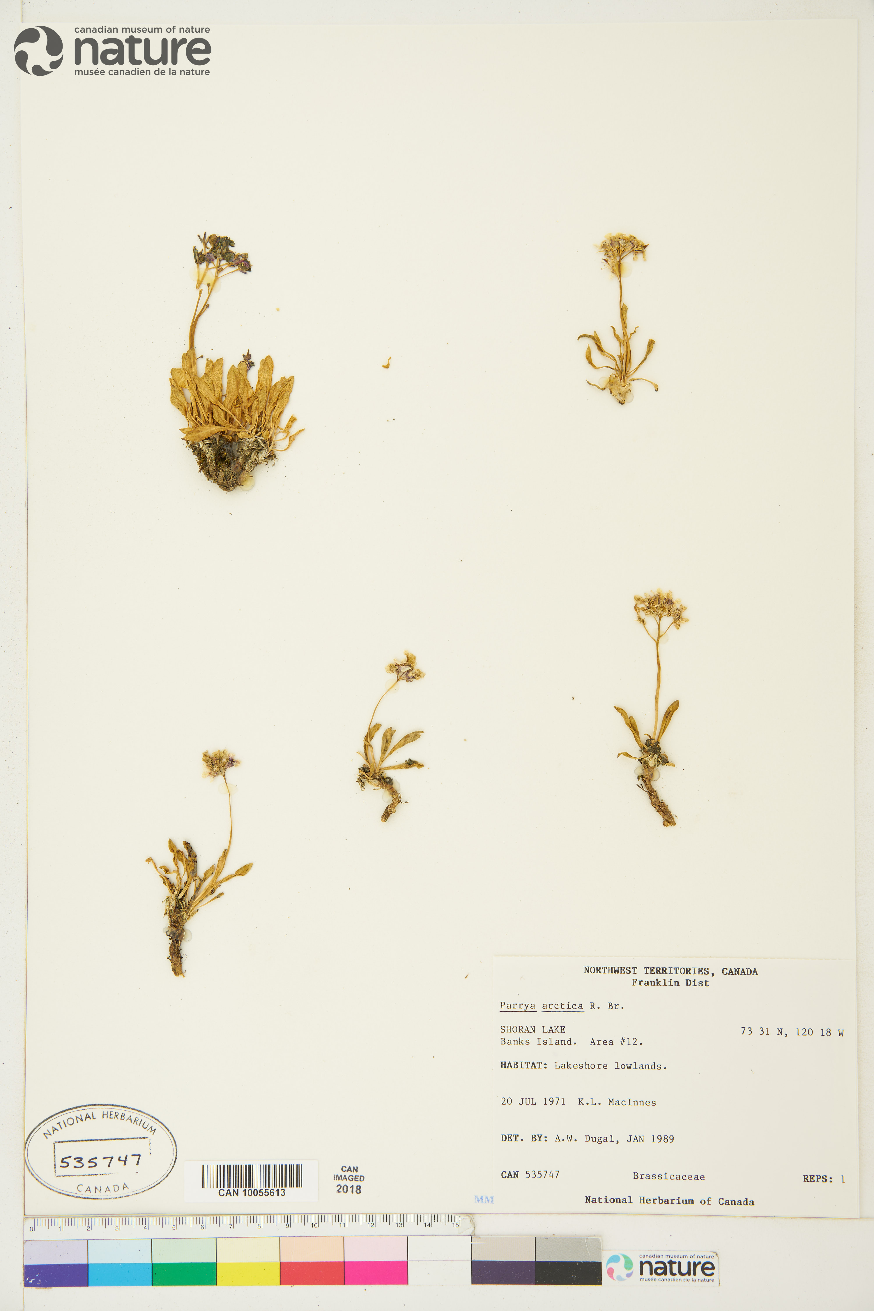 Parrya image