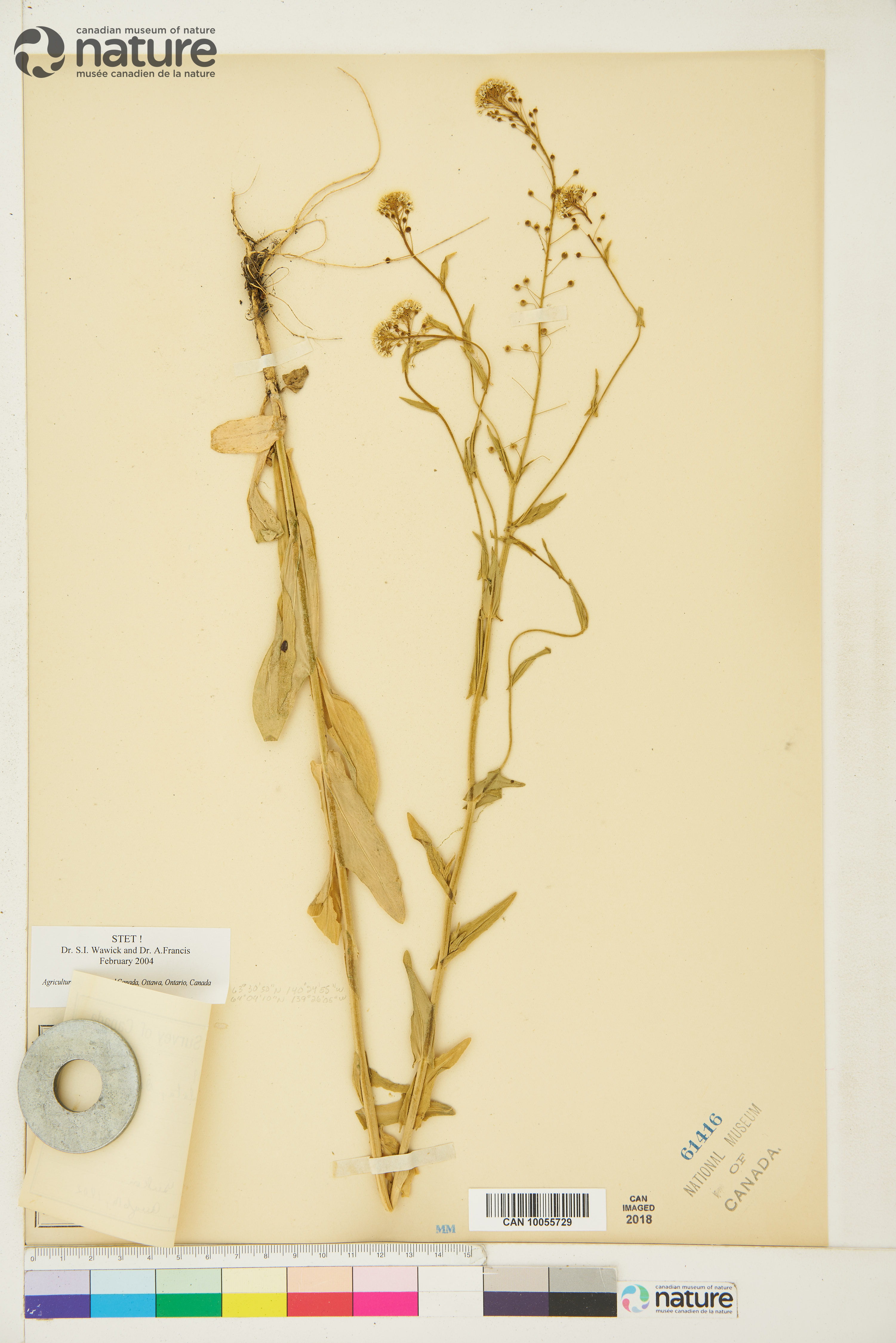 Neslia paniculata image
