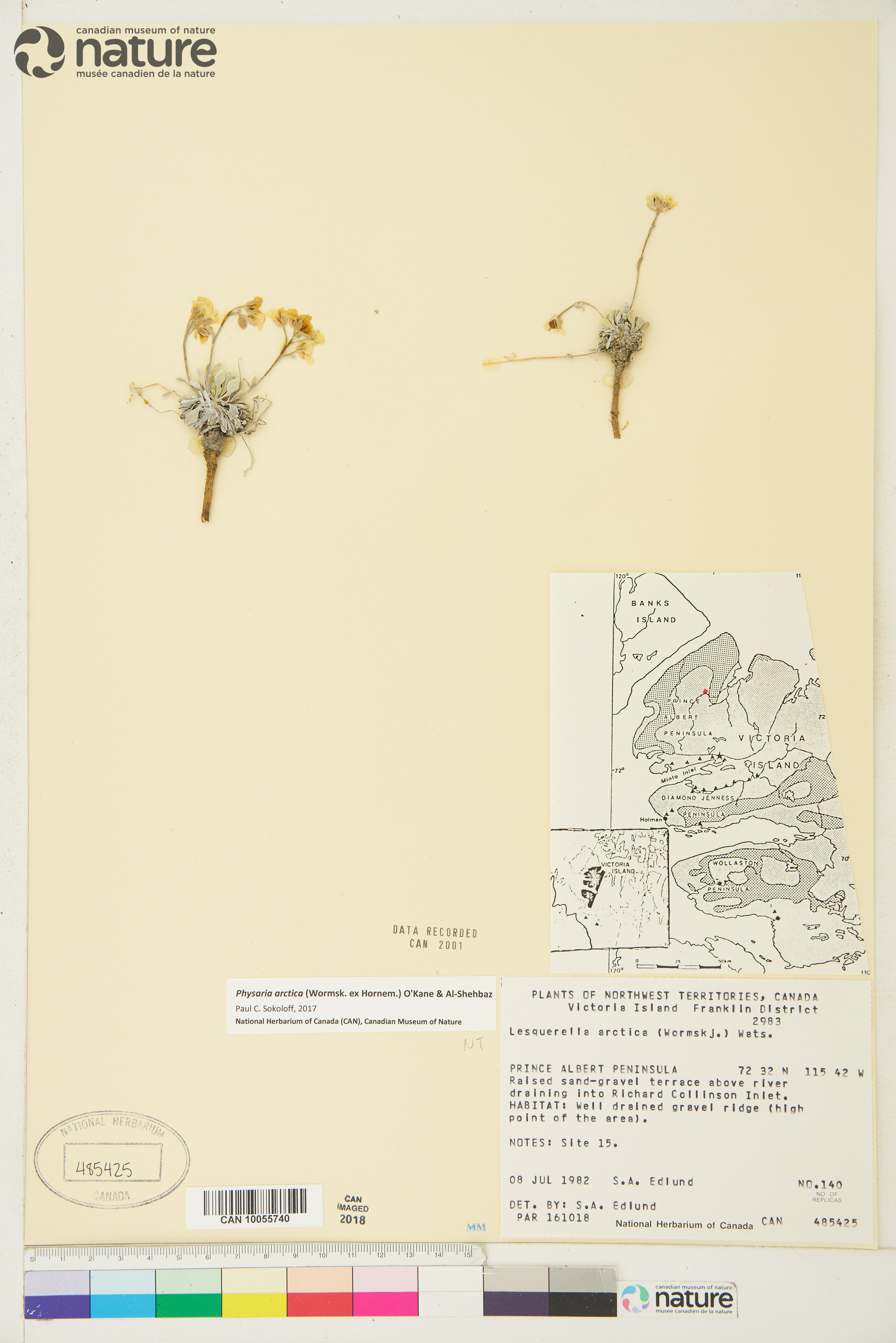 Physaria arctica image