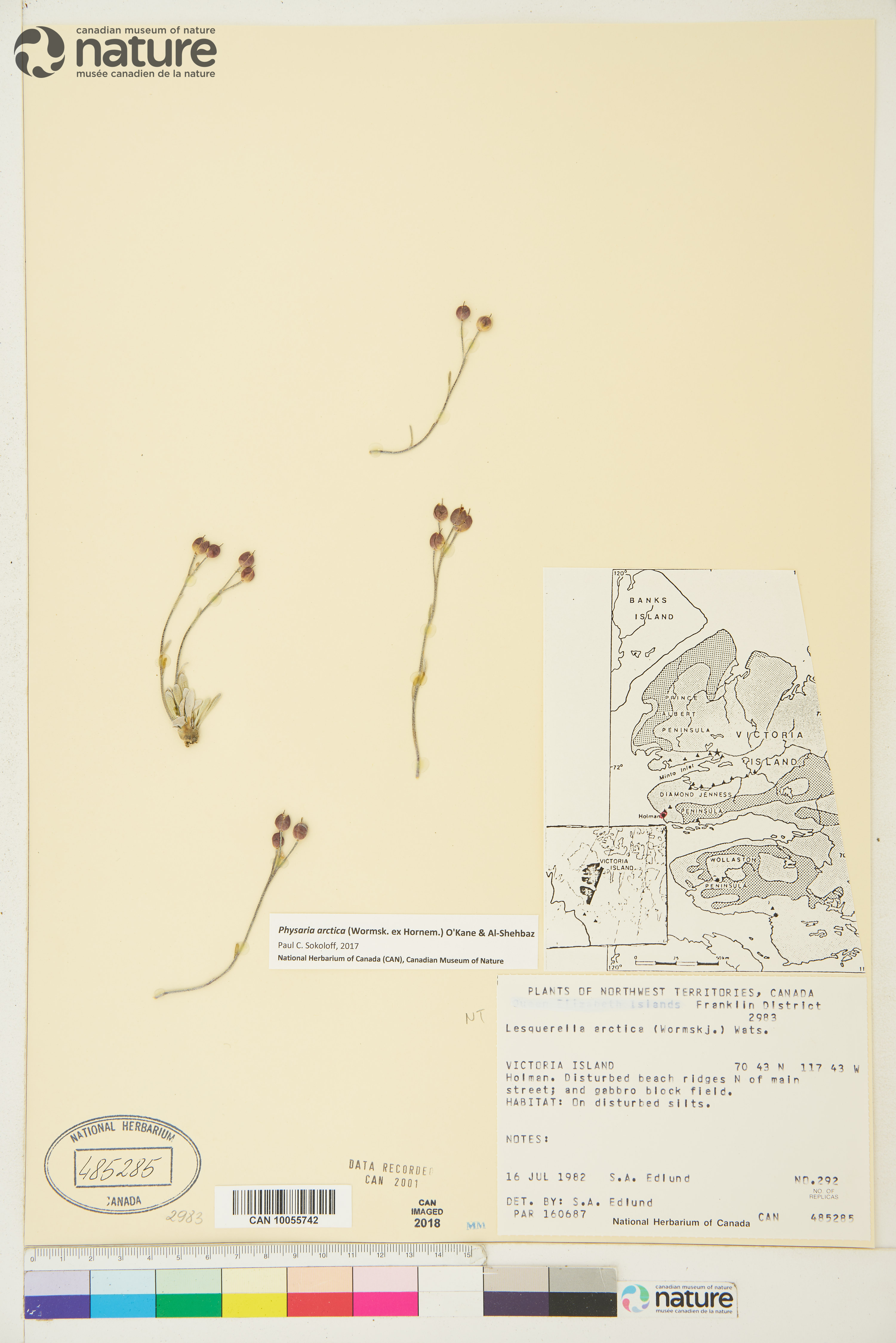 Physaria arctica image