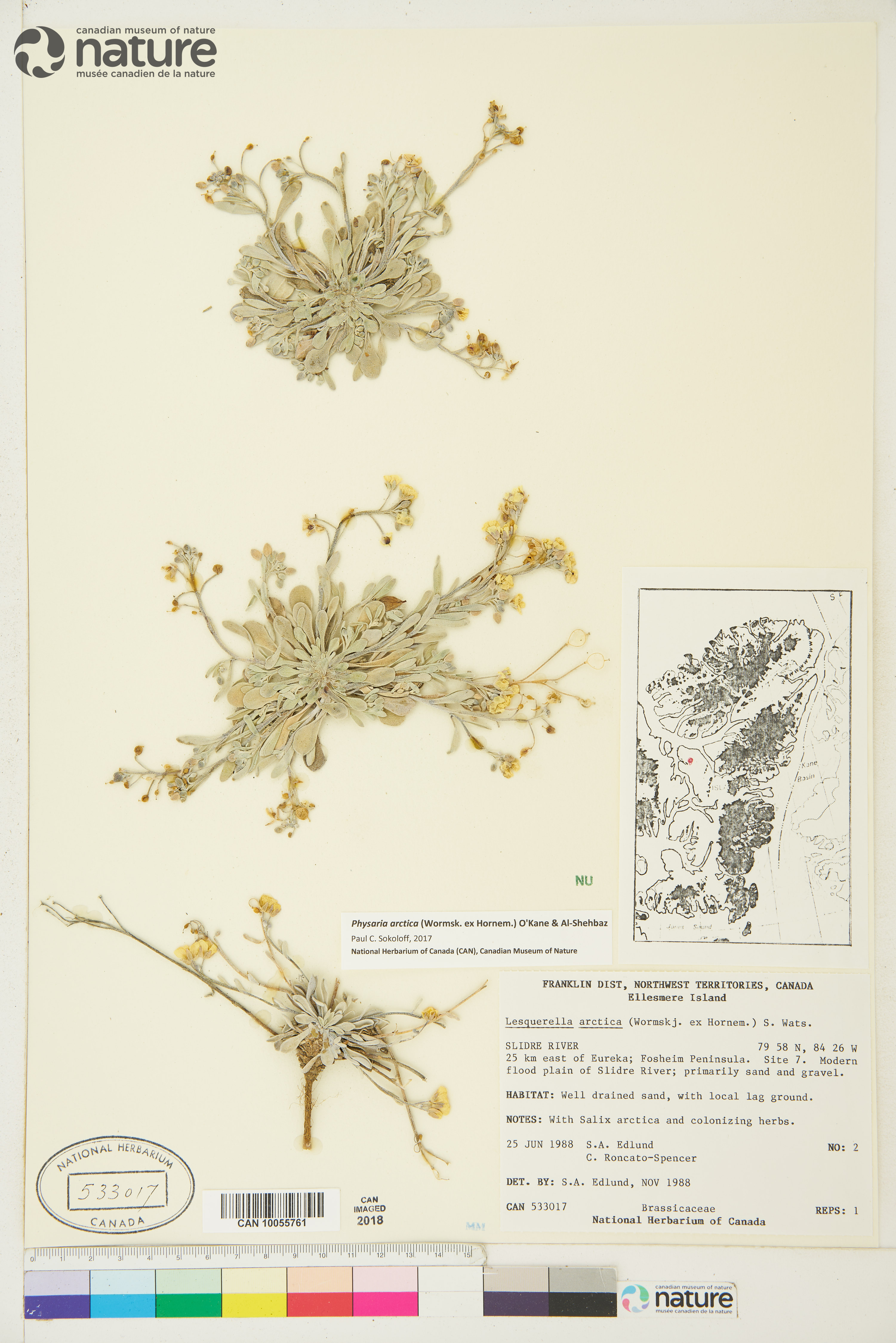 Physaria arctica image