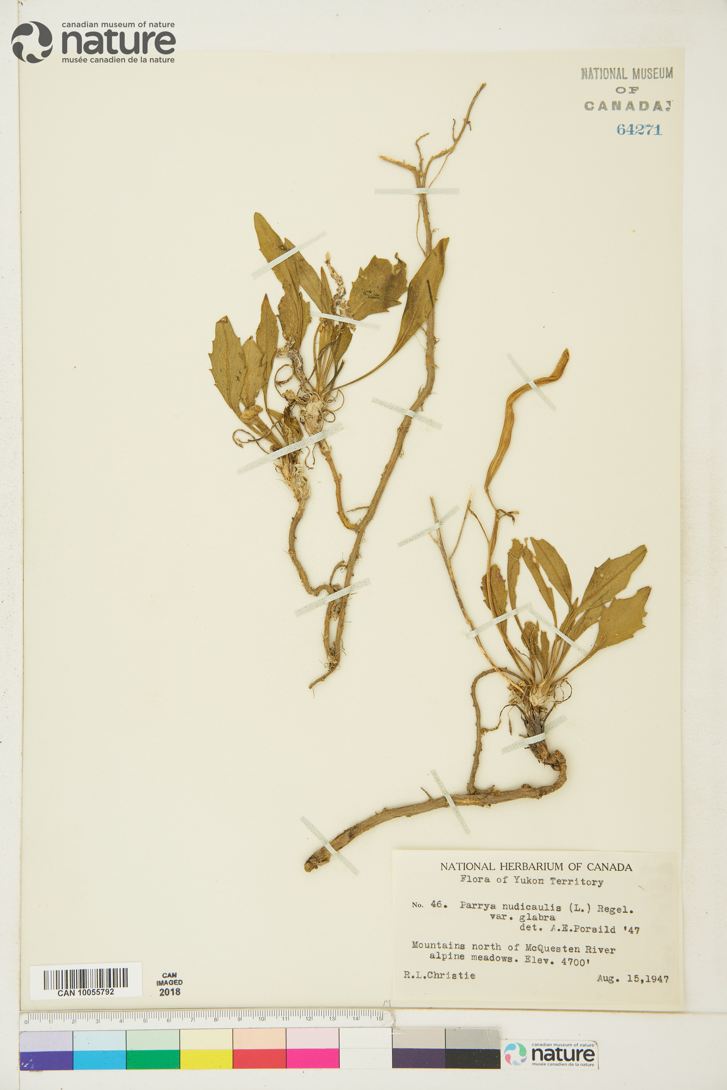 Parrya nudicaulis image