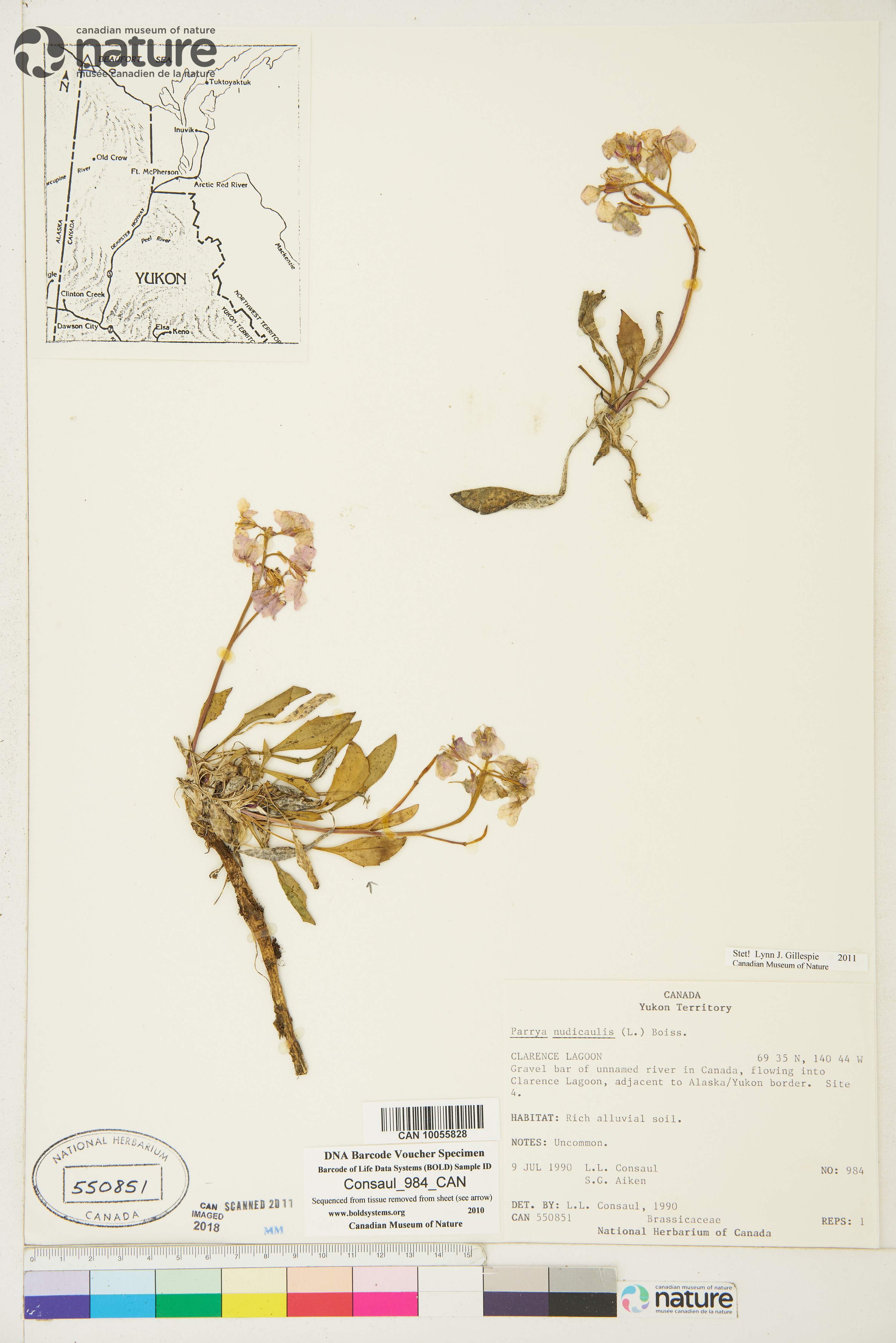Parrya nudicaulis image