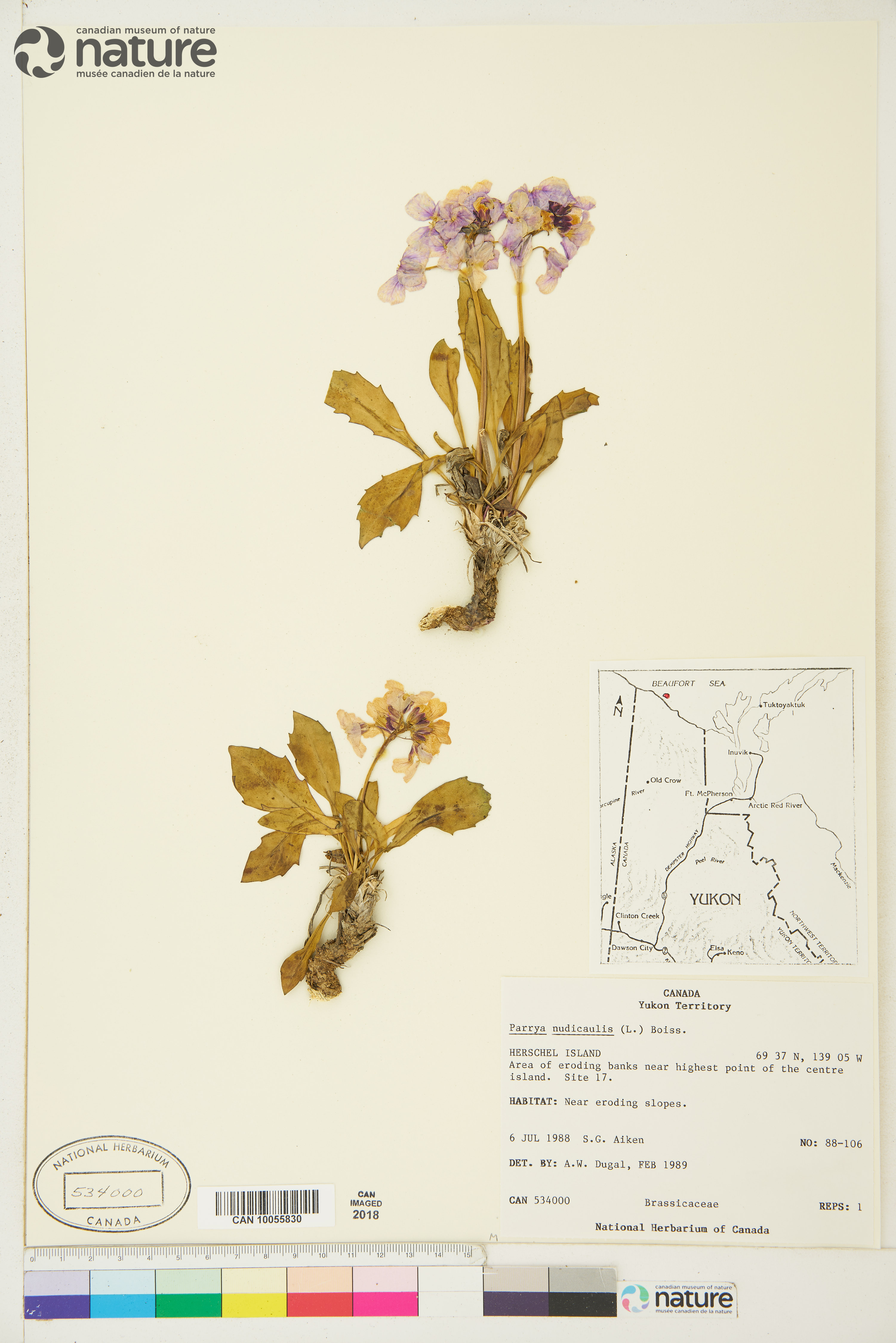 Parrya nudicaulis image