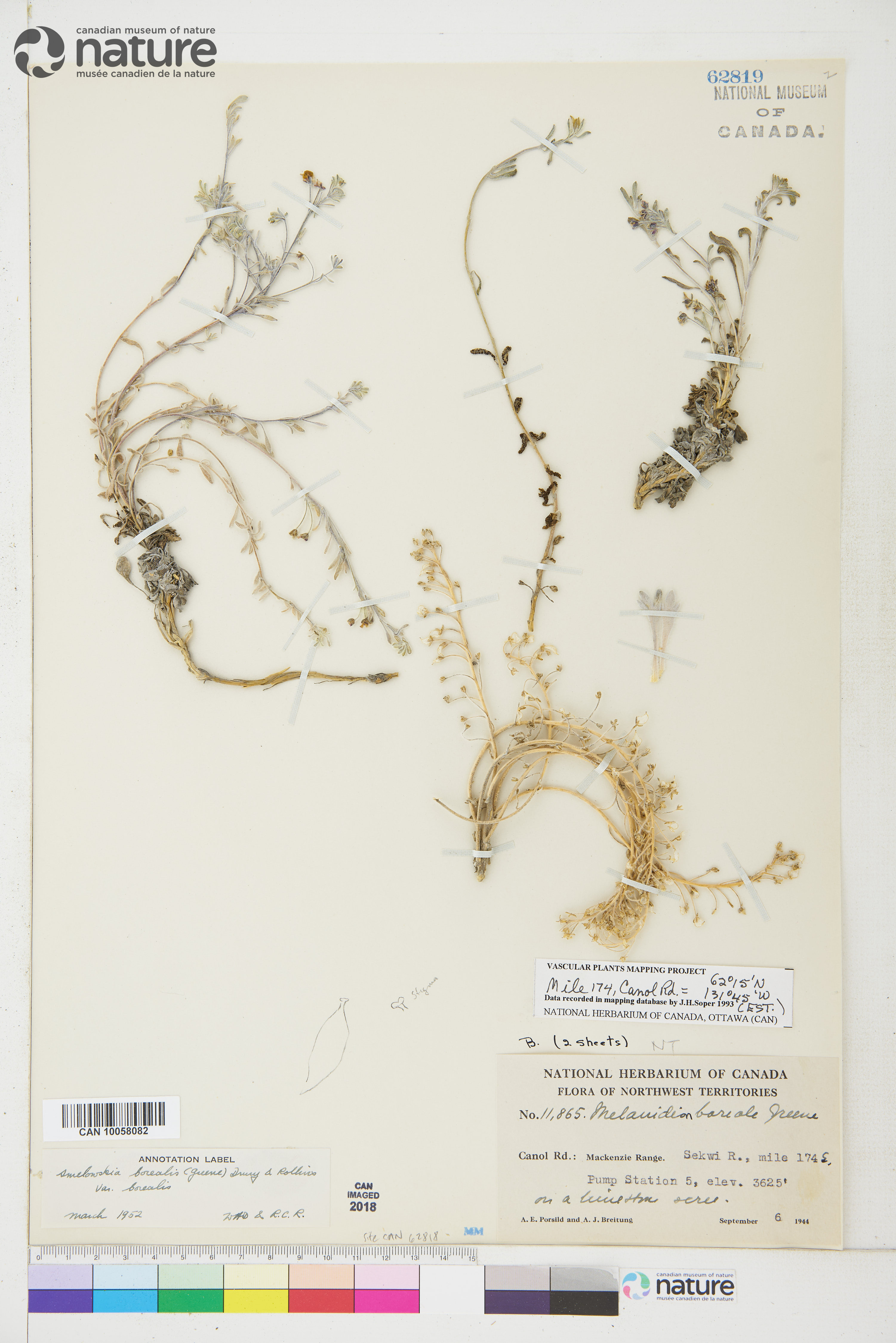 Smelowskia borealis var. borealis image
