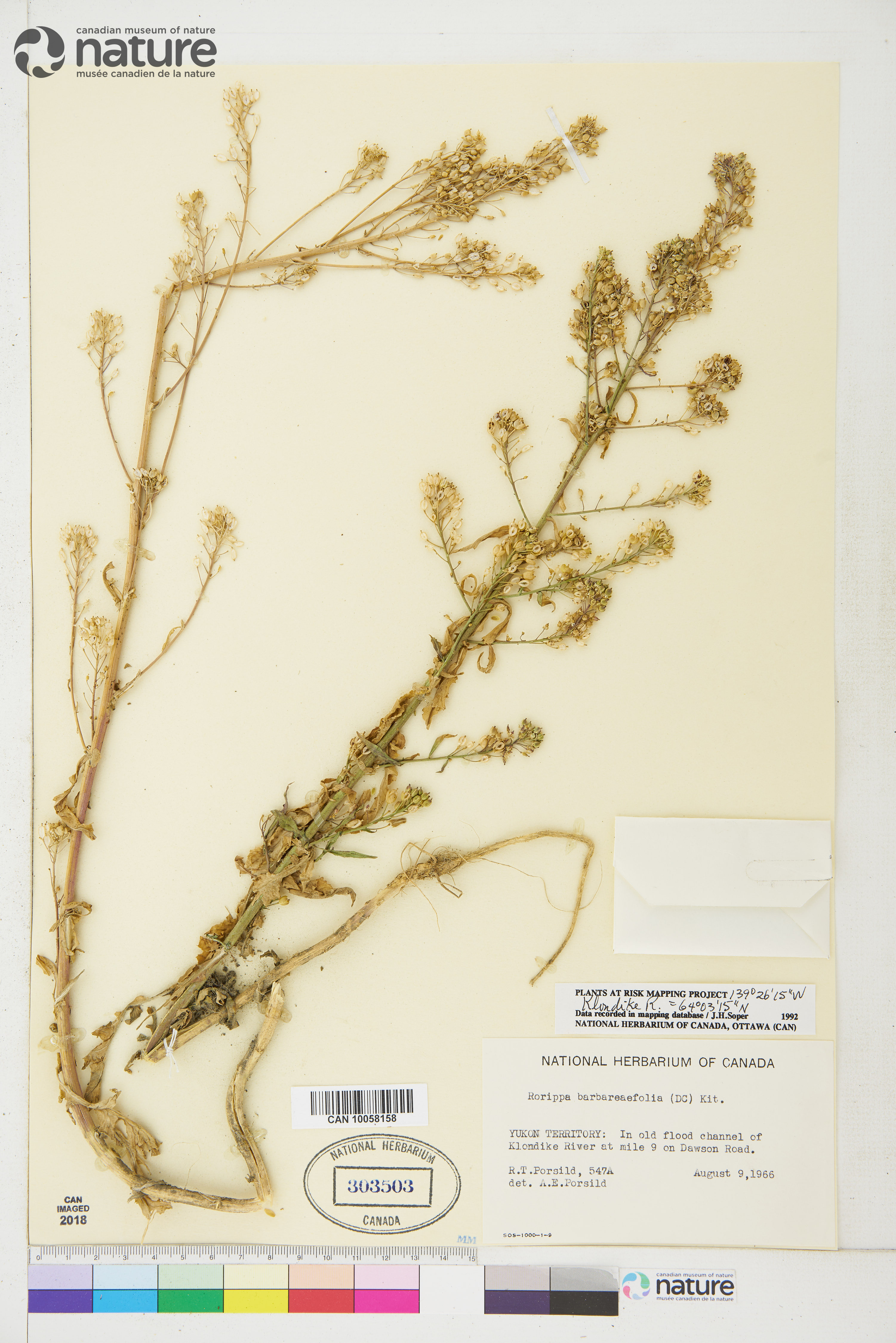 Rorippa barbareifolia image
