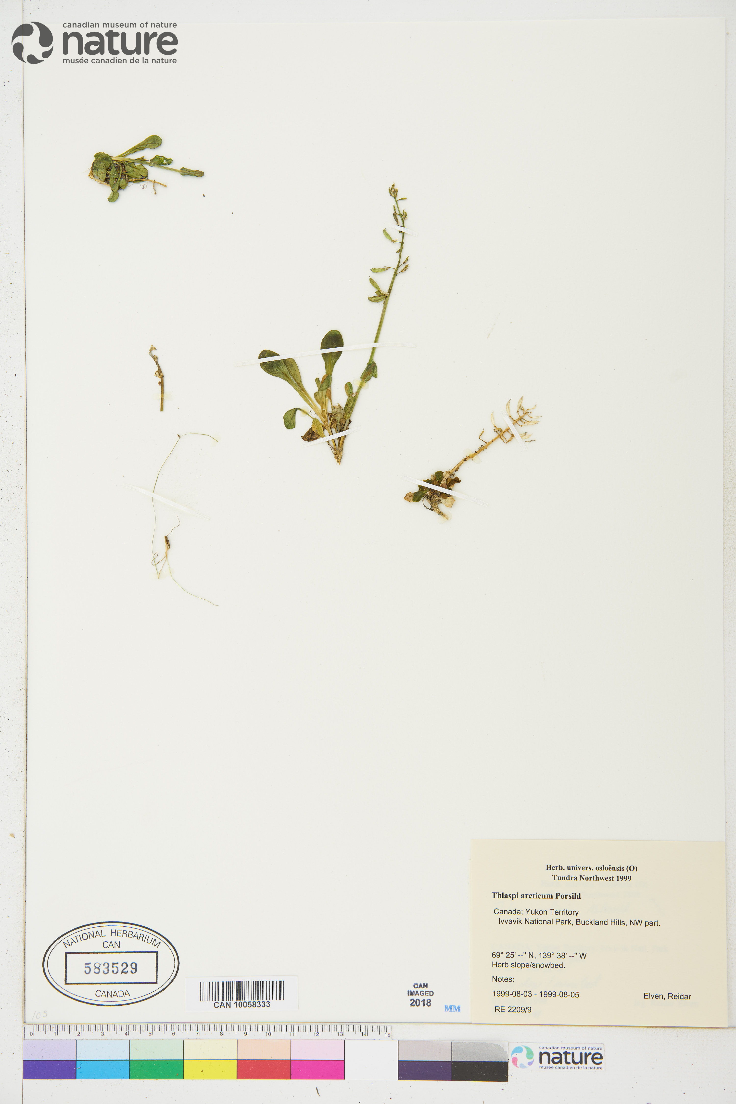Noccaea arctica image