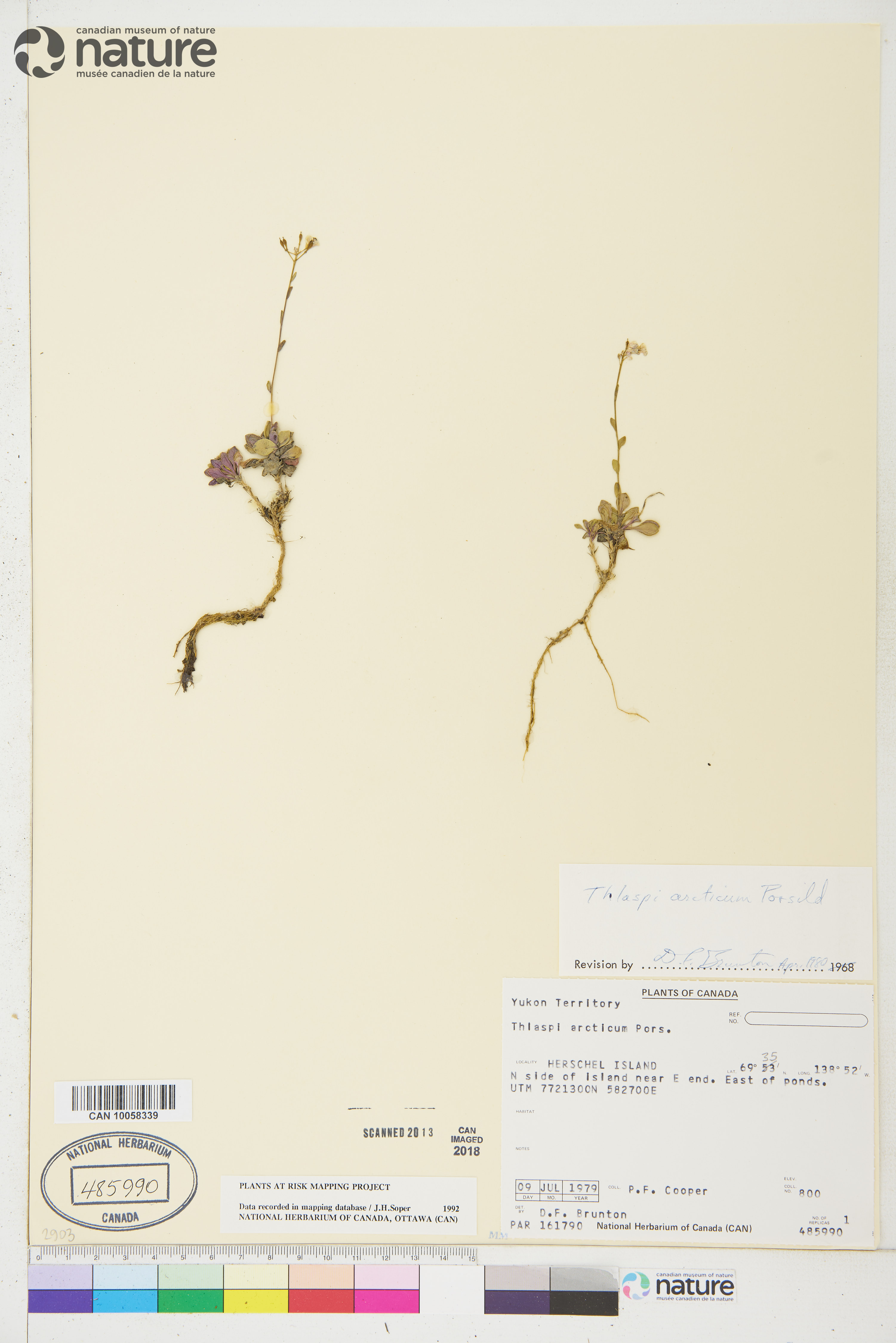 Noccaea arctica image