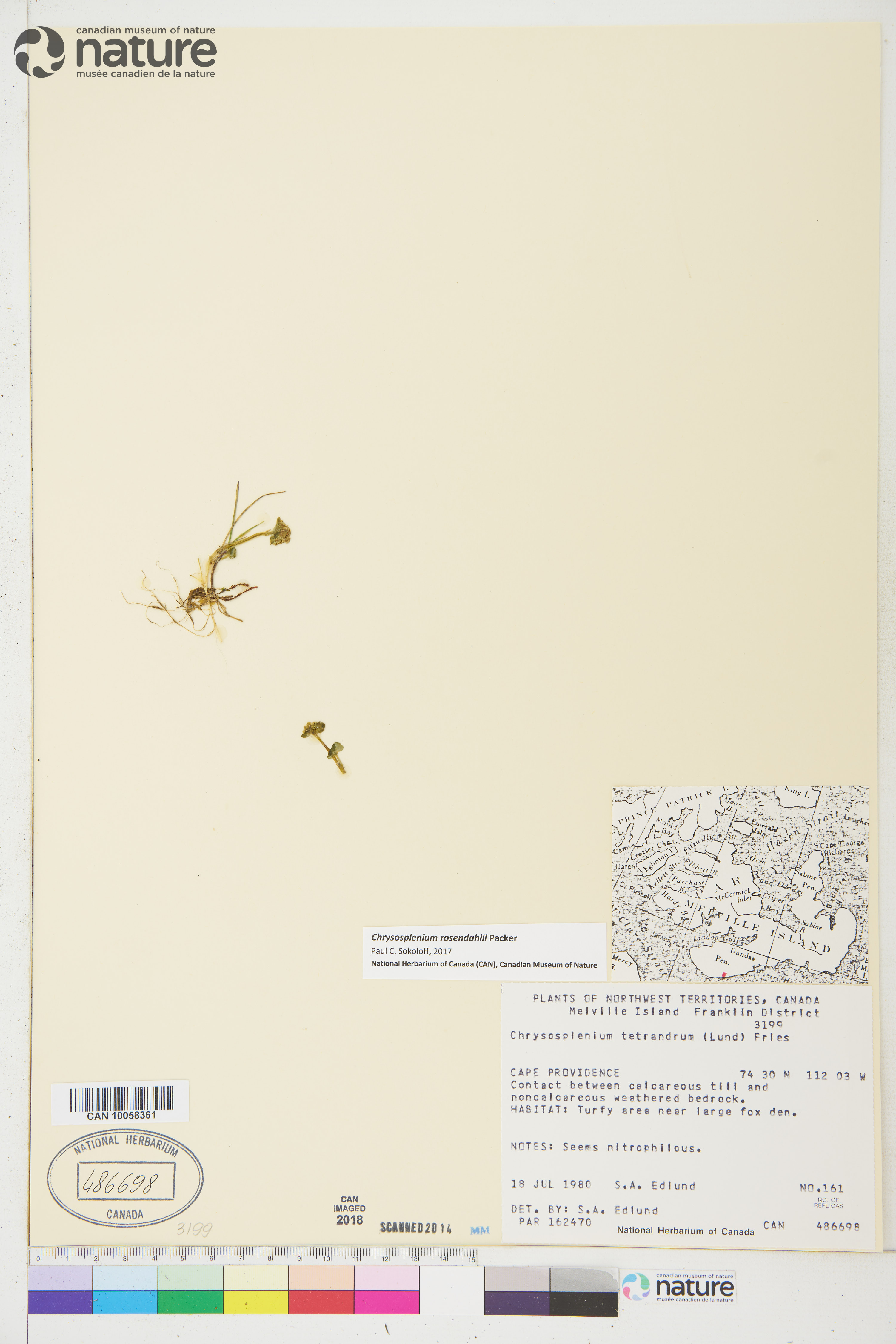 Chrysosplenium rosendahlii image