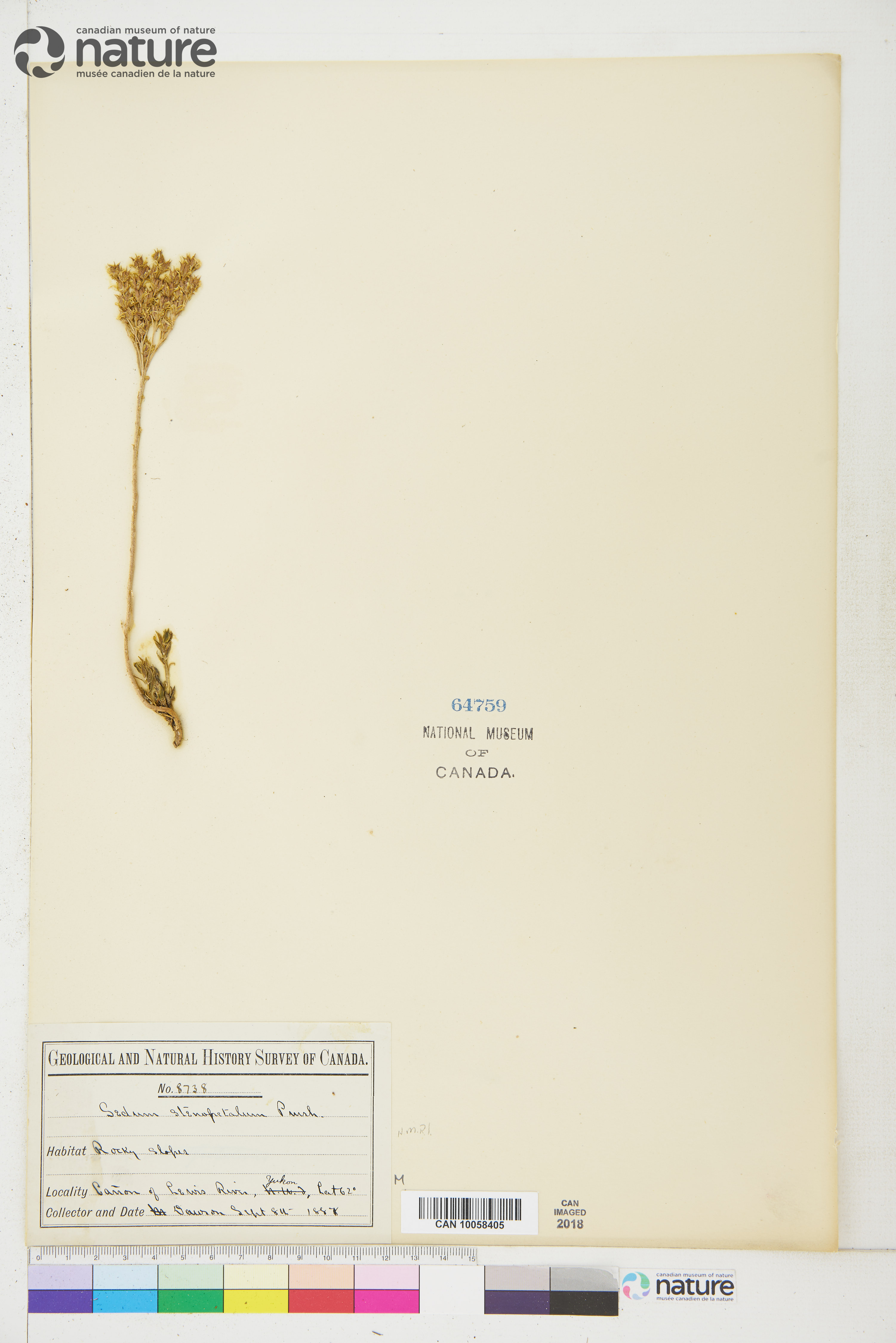 Sedum stenopetalum image