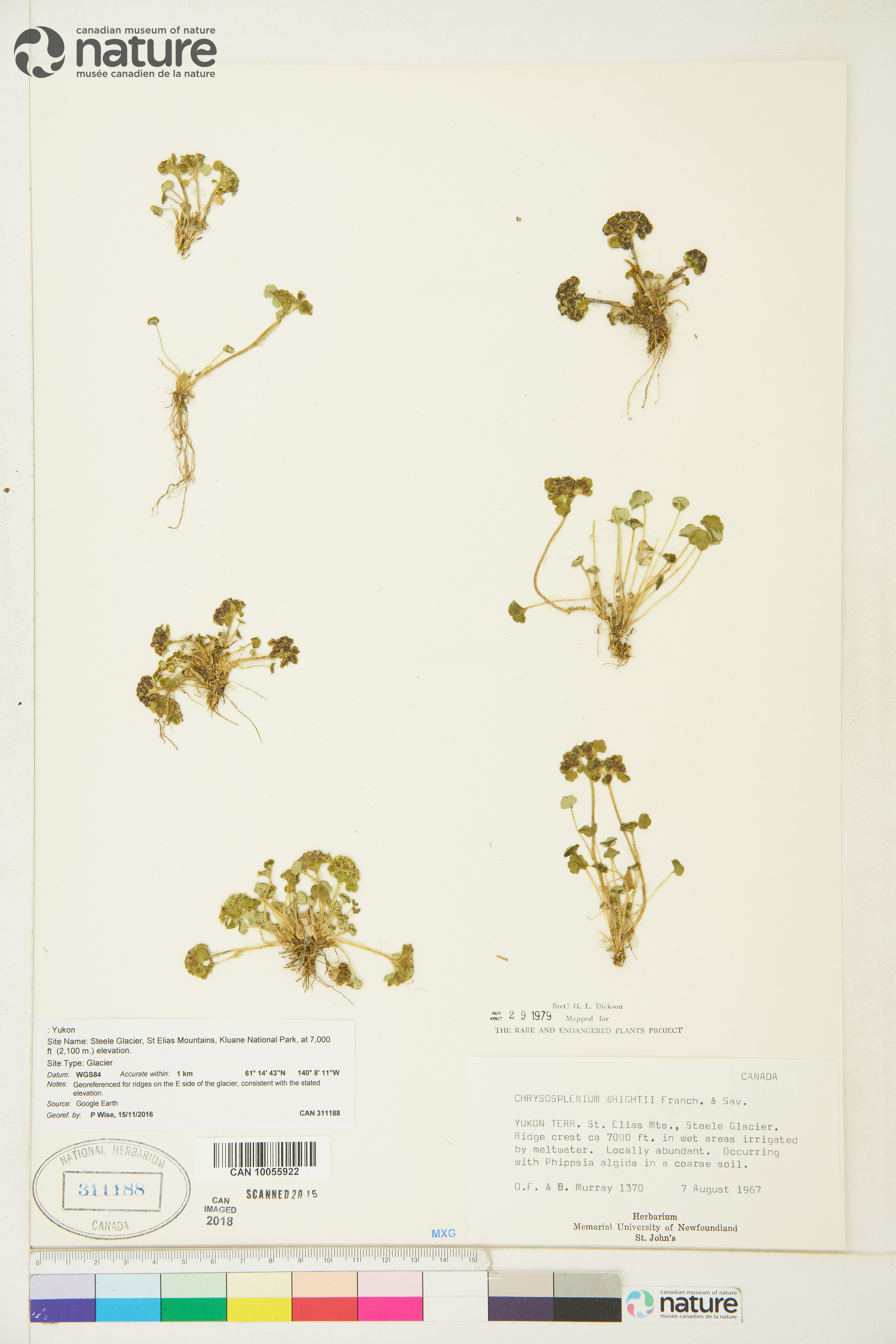 Chrysosplenium wrightii image