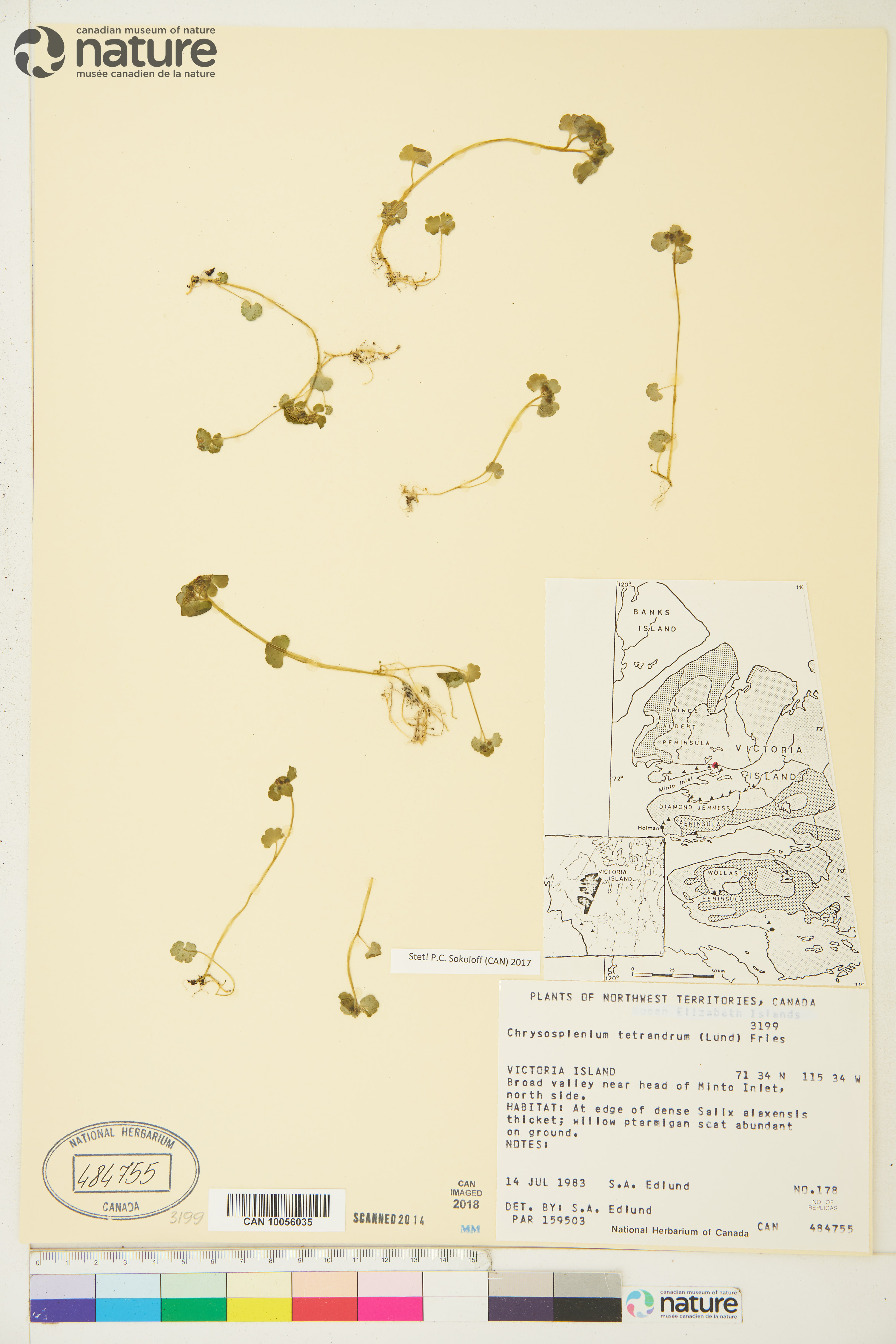 Chrysosplenium tetrandrum image