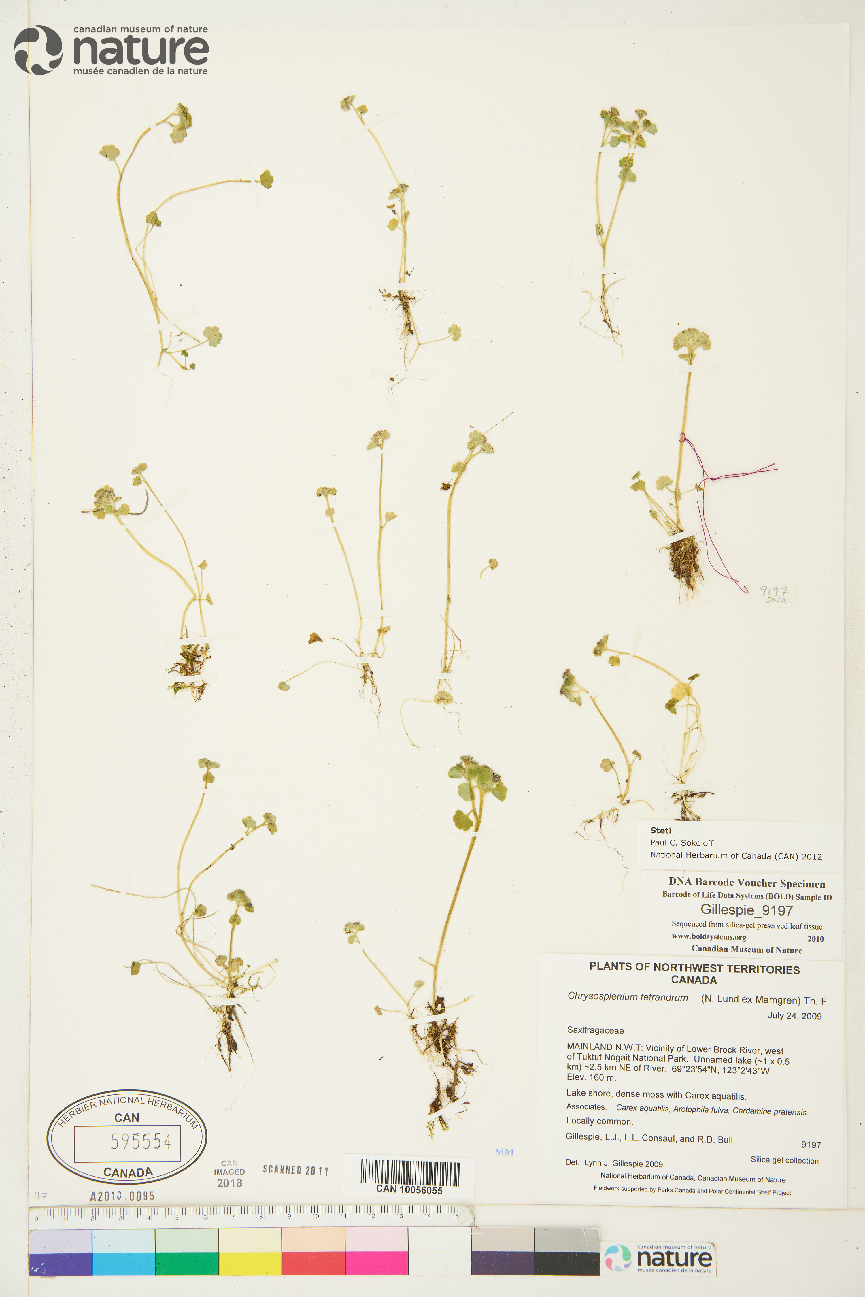 Chrysosplenium tetrandrum image