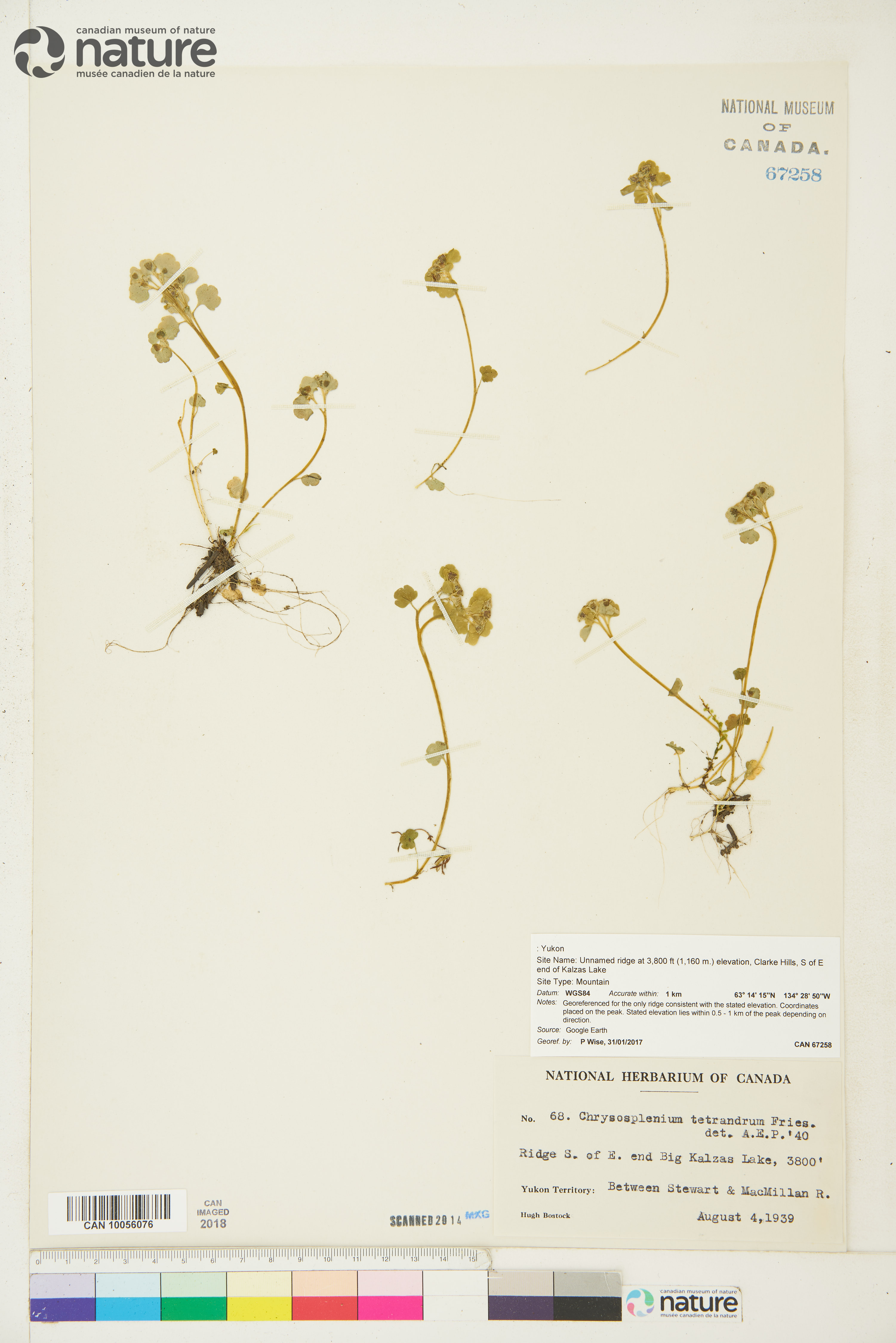 Chrysosplenium tetrandrum image