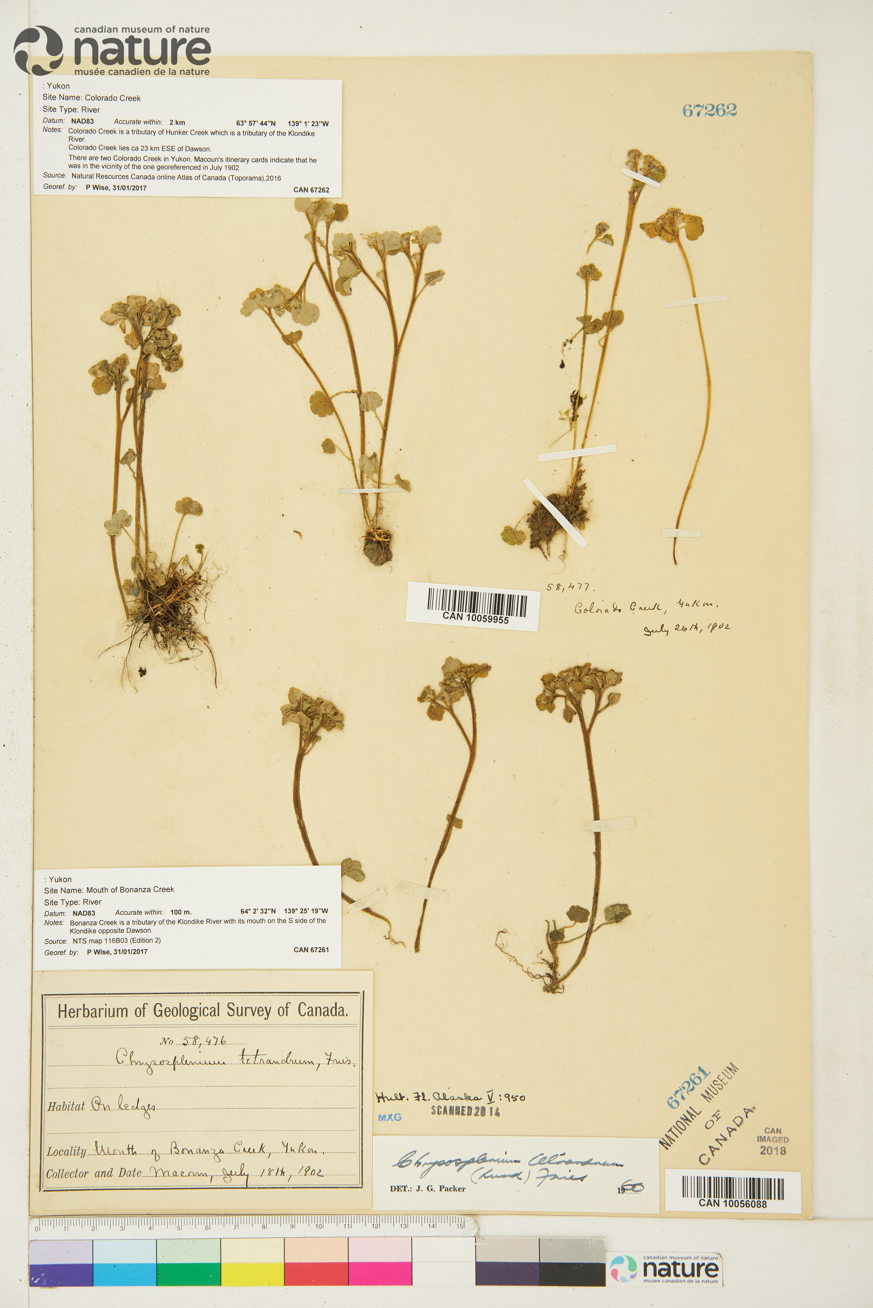 Chrysosplenium tetrandrum image