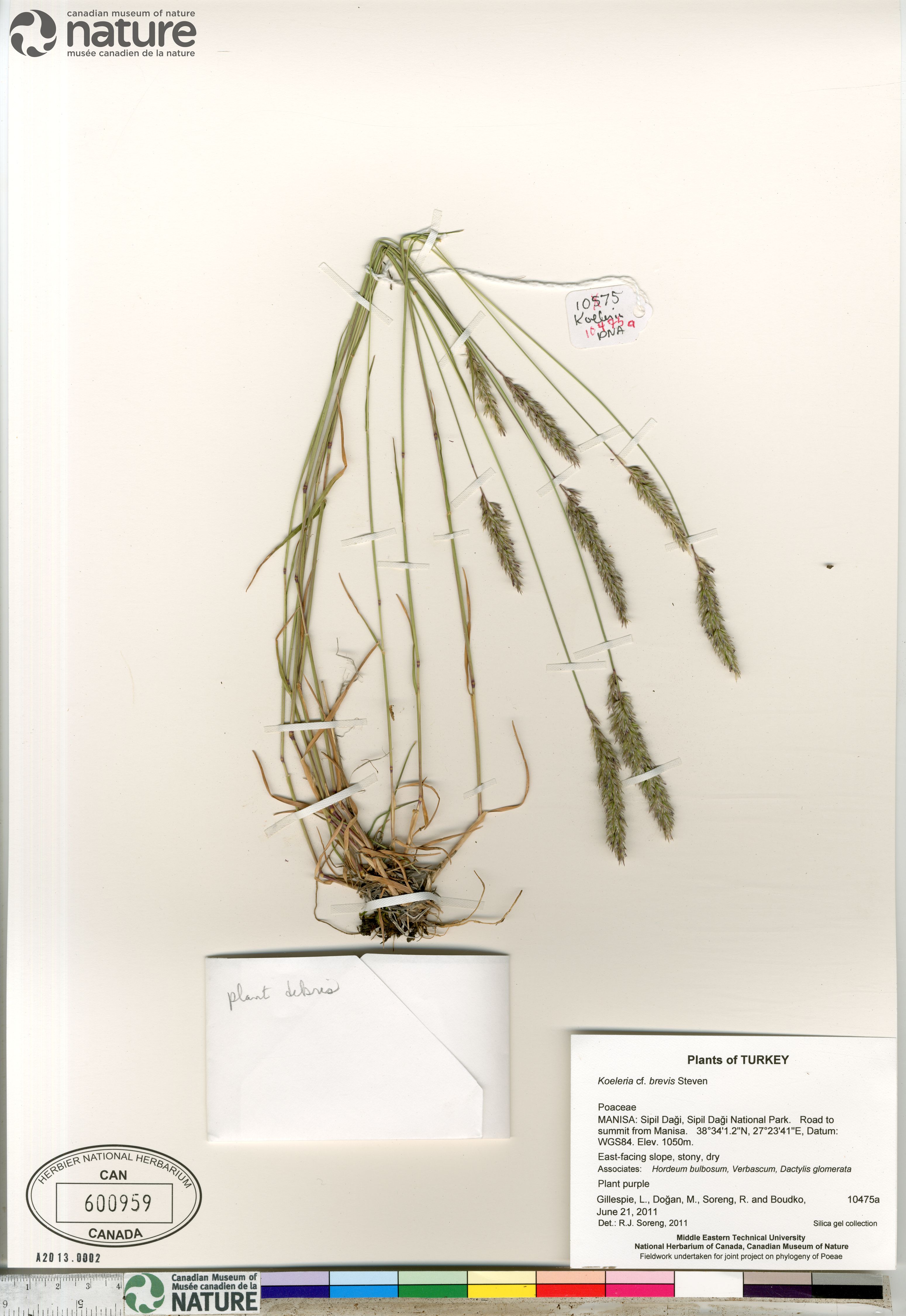 Koeleria brevis image