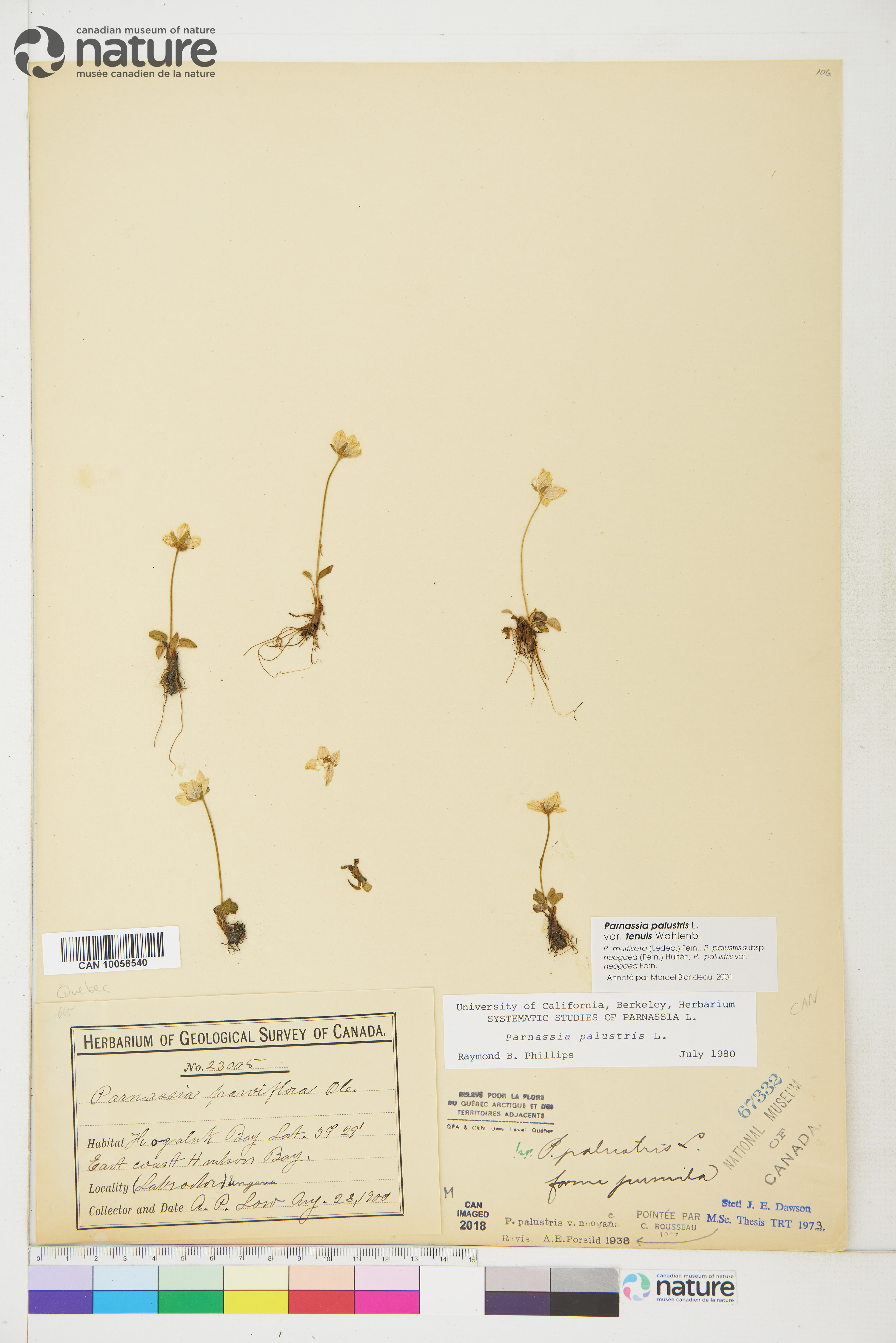 Parnassia palustris var. palustris image