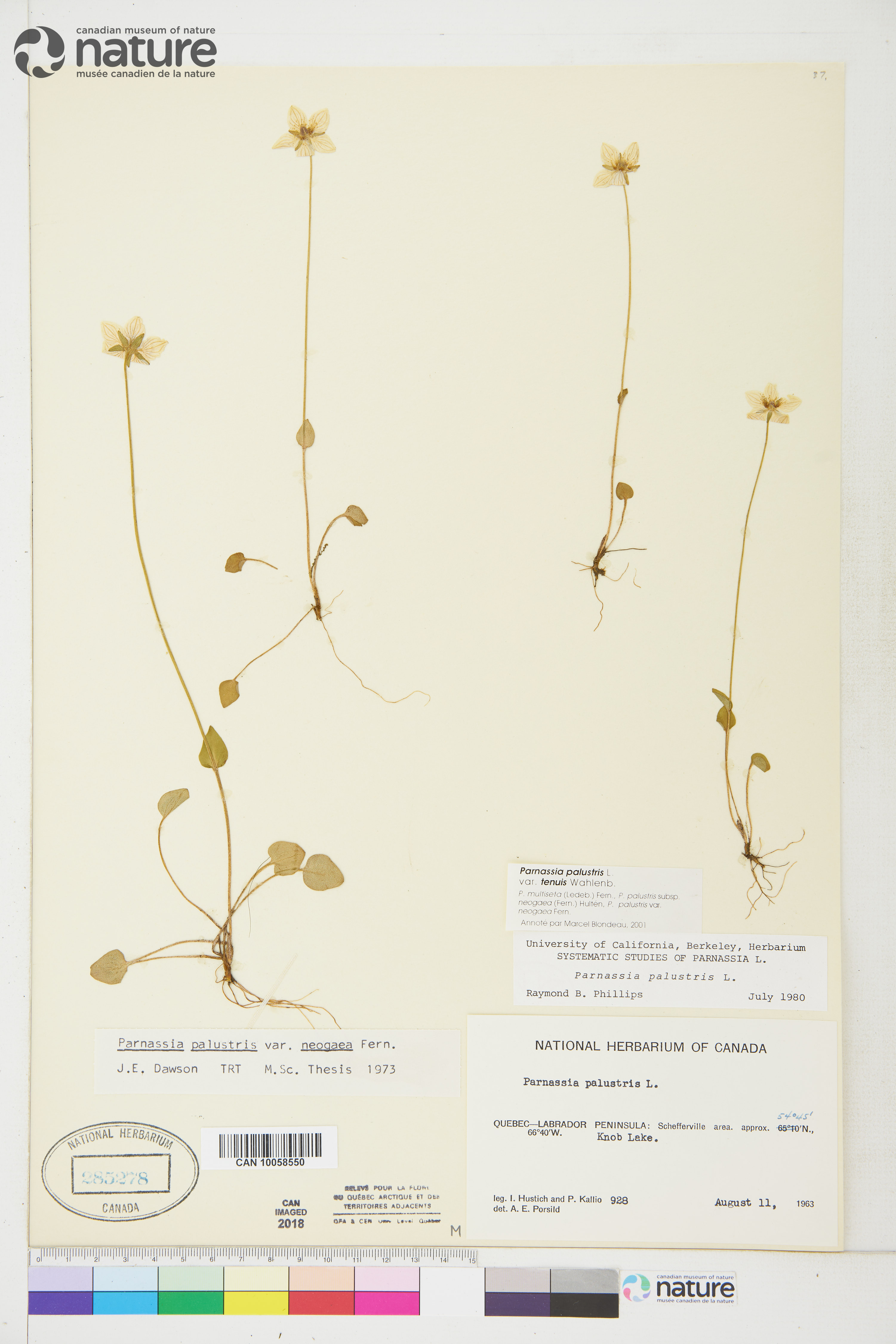 Parnassia palustris var. tenuis image