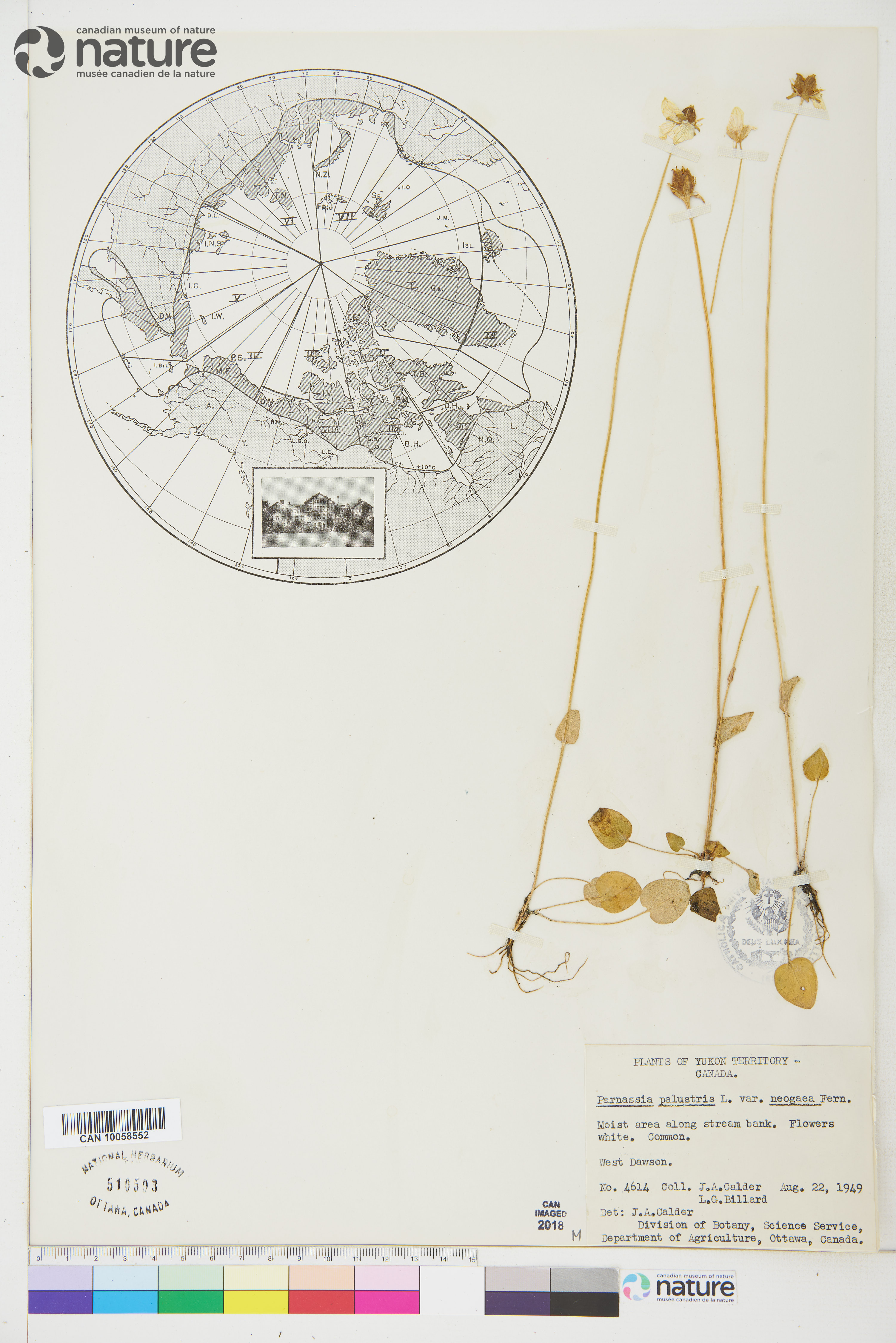 Parnassia palustris var. palustris image