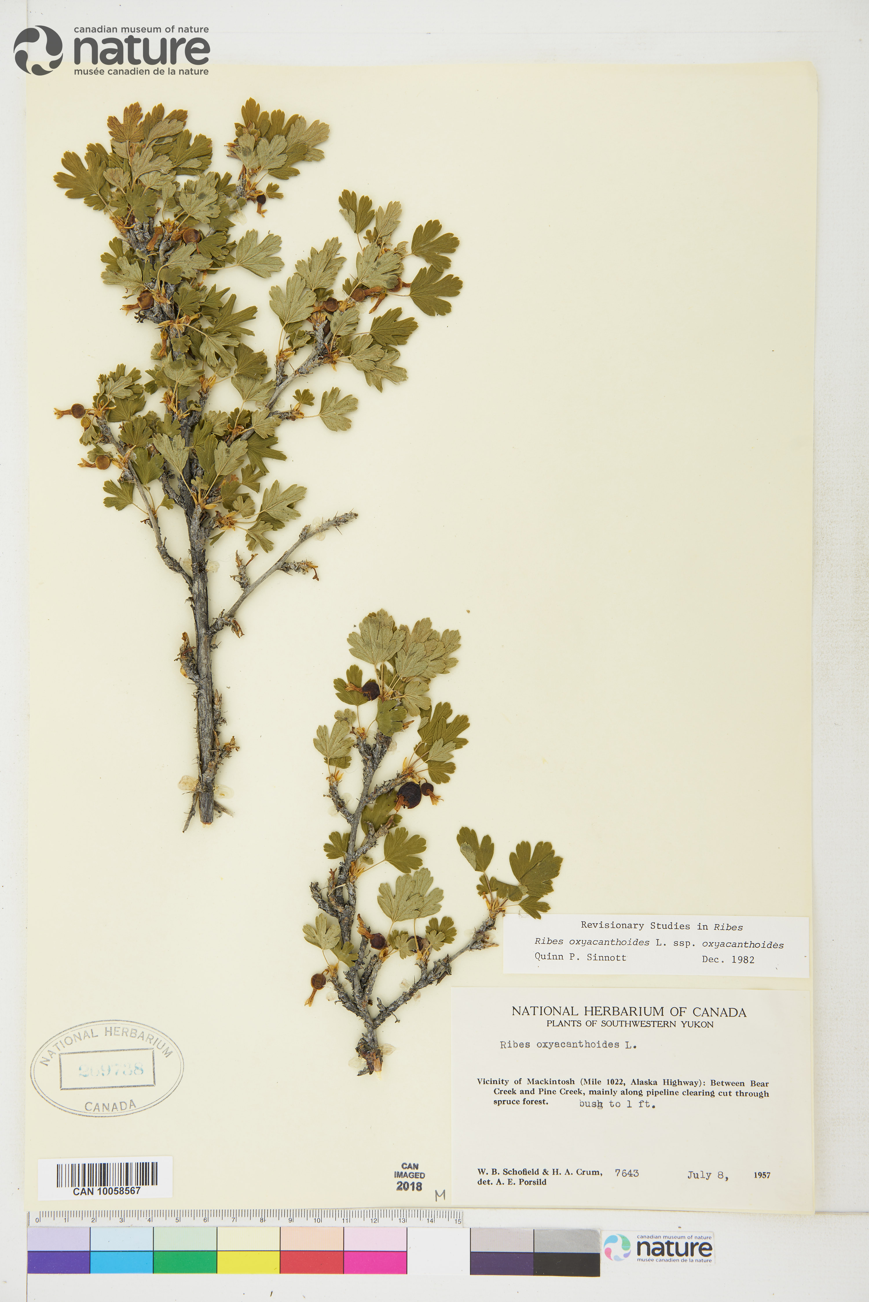 Ribes oxyacanthoides image