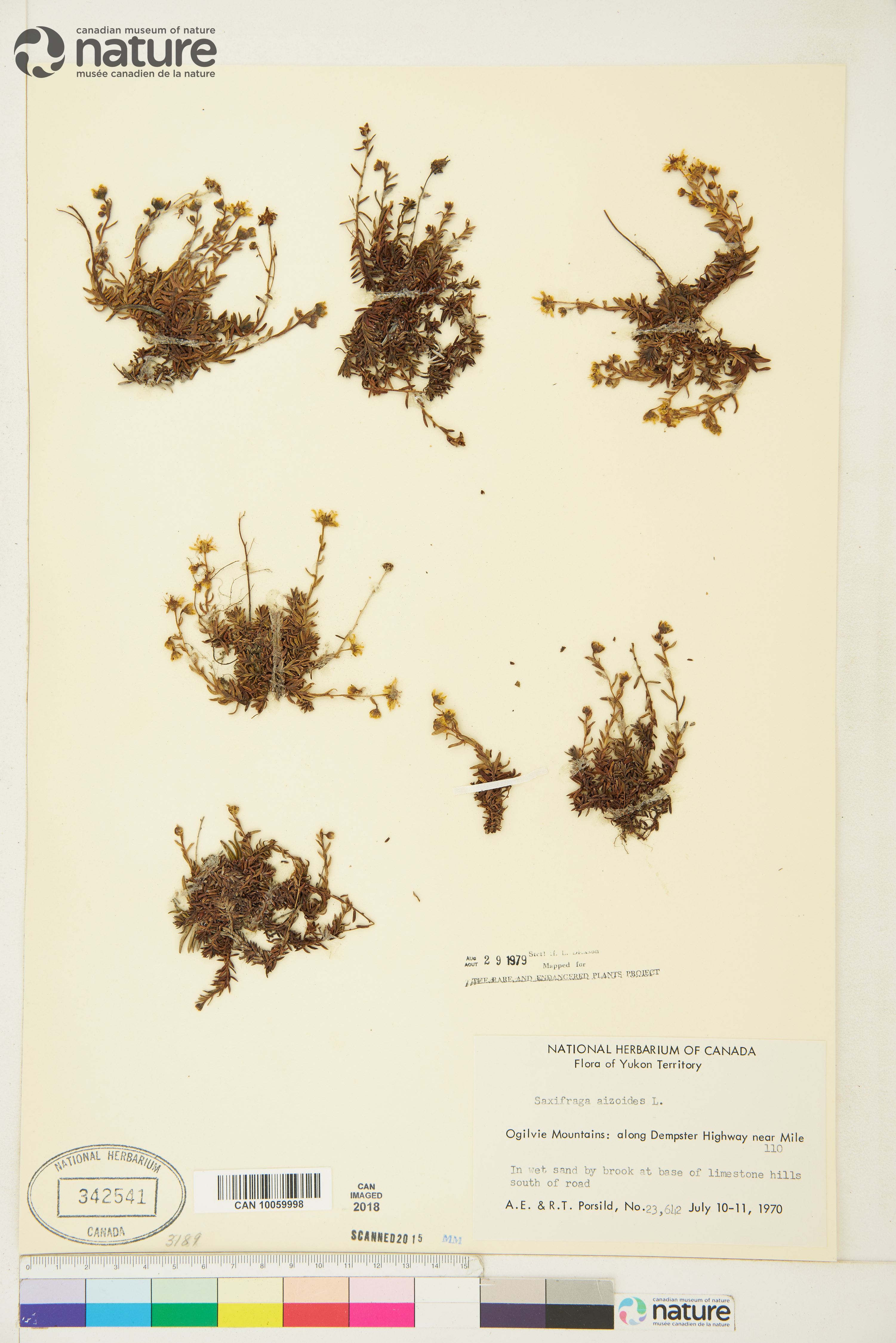 Saxifraga aizoides image
