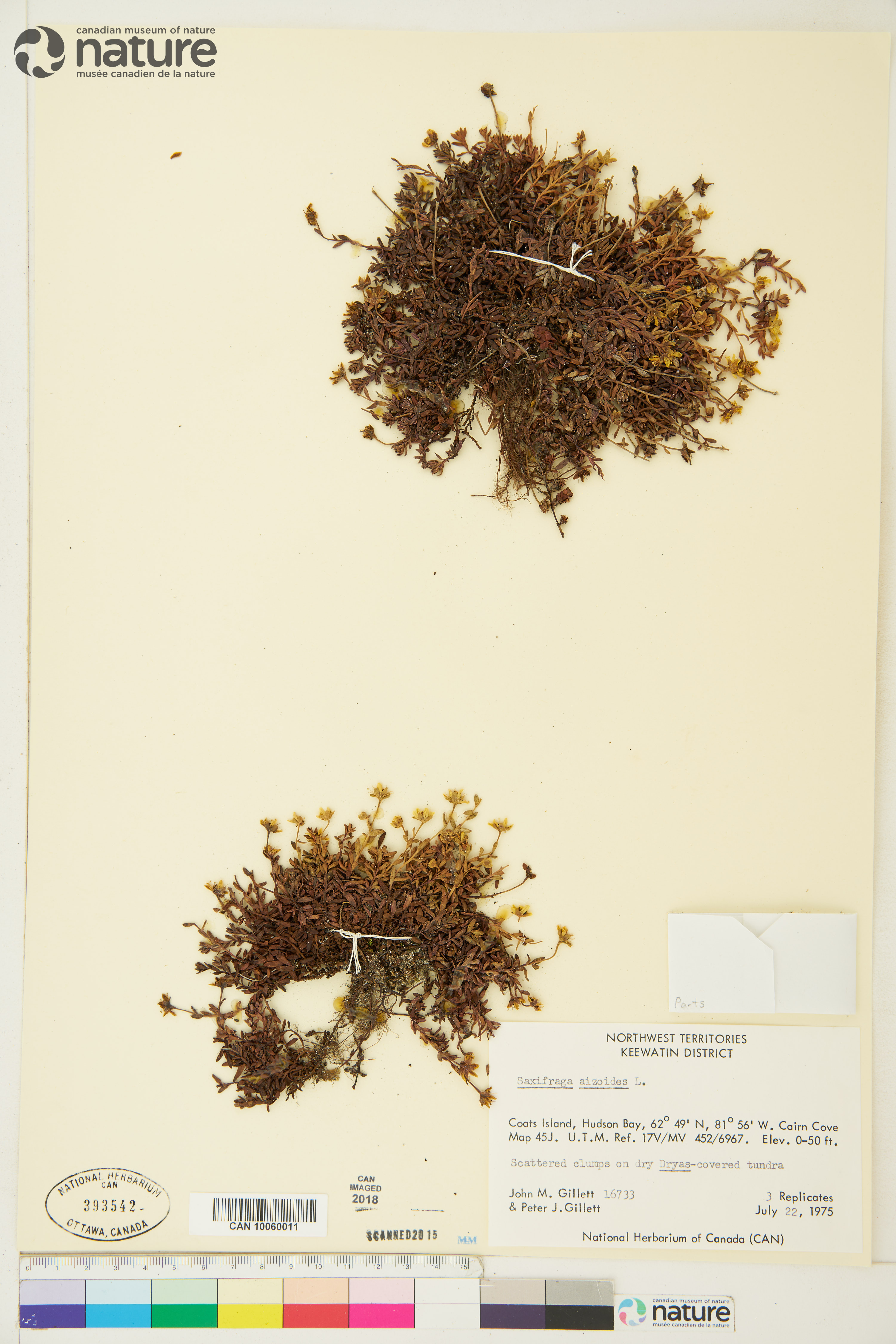 Saxifraga aizoides image