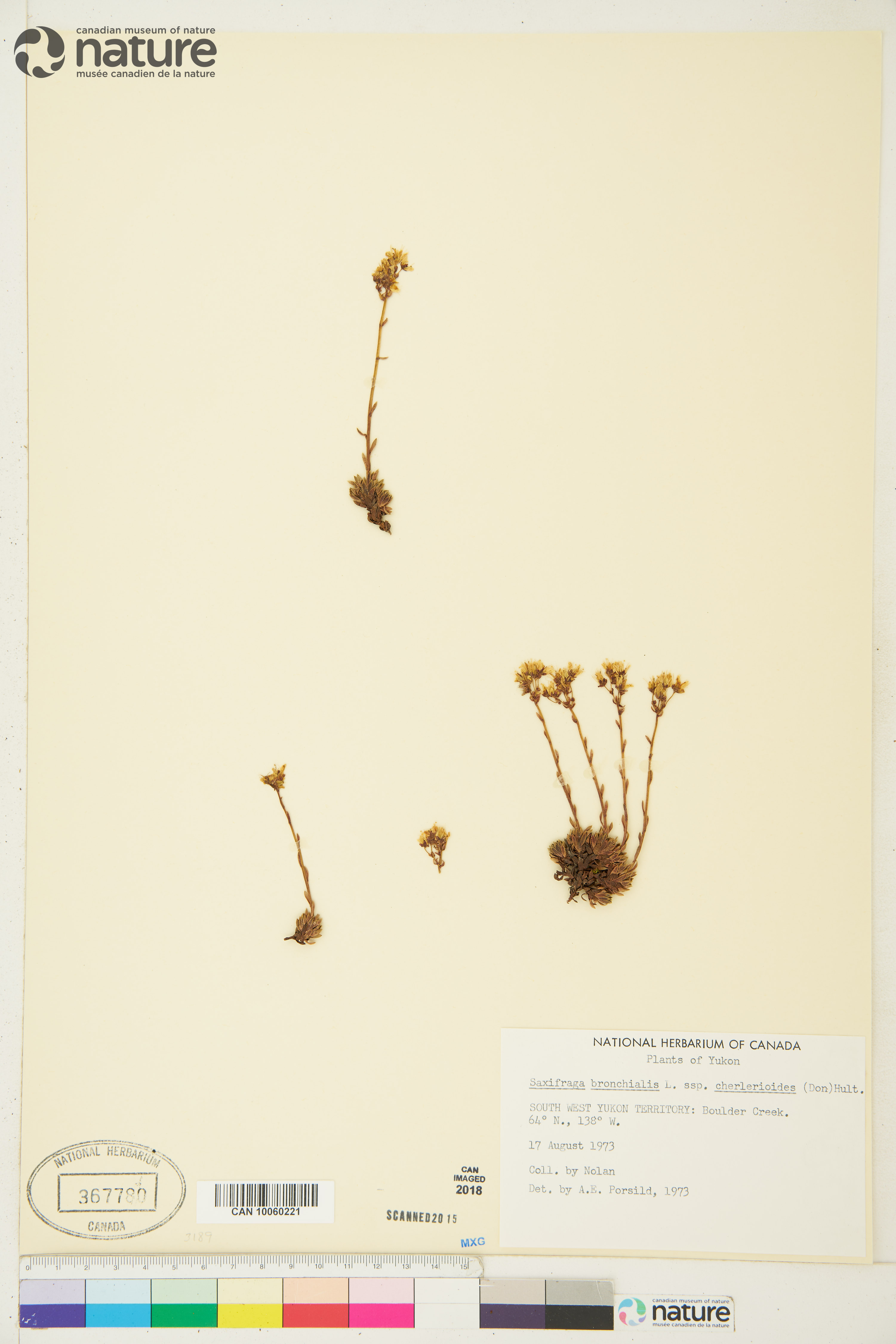 Saxifraga cherlerioides image