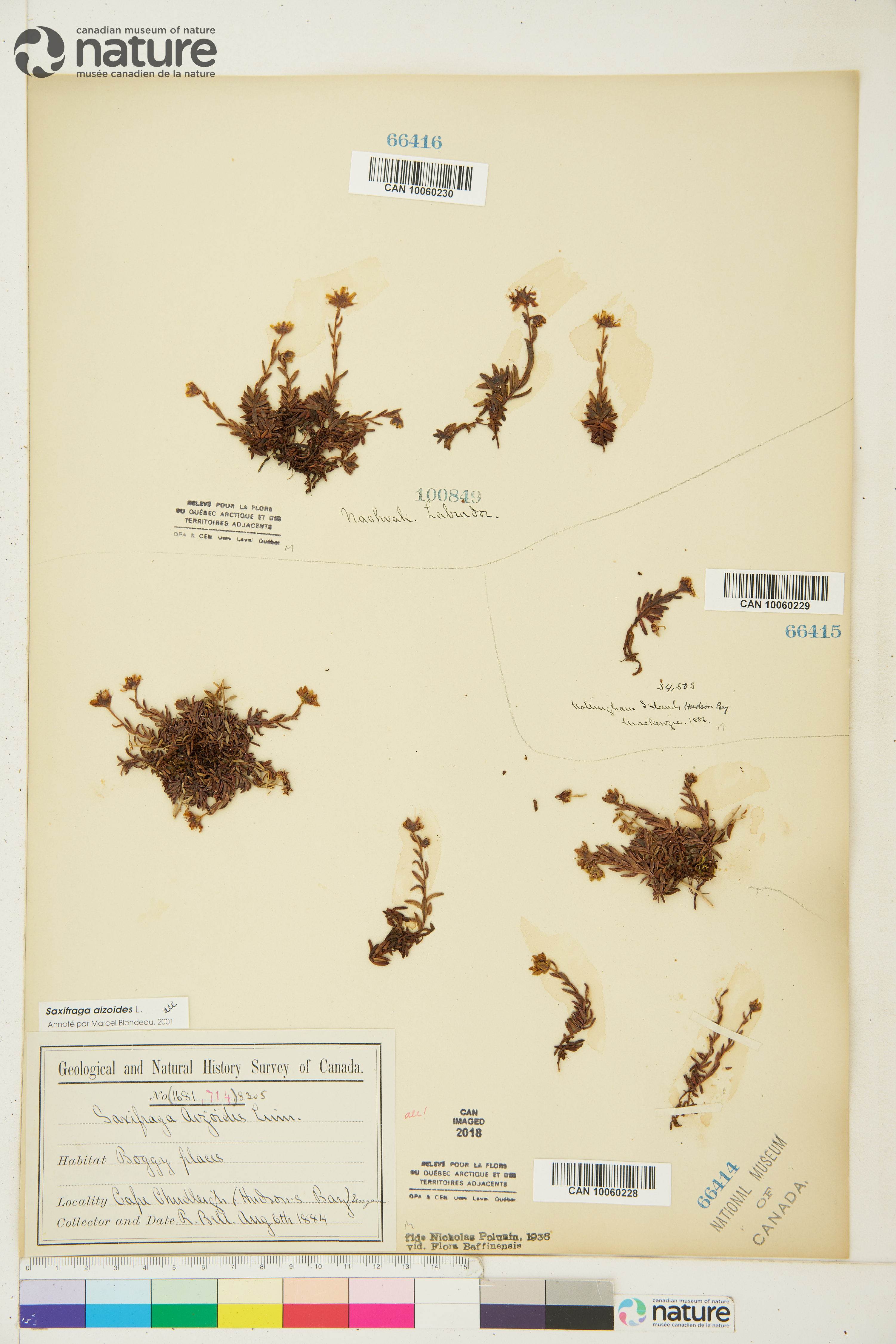 Saxifraga aizoides image