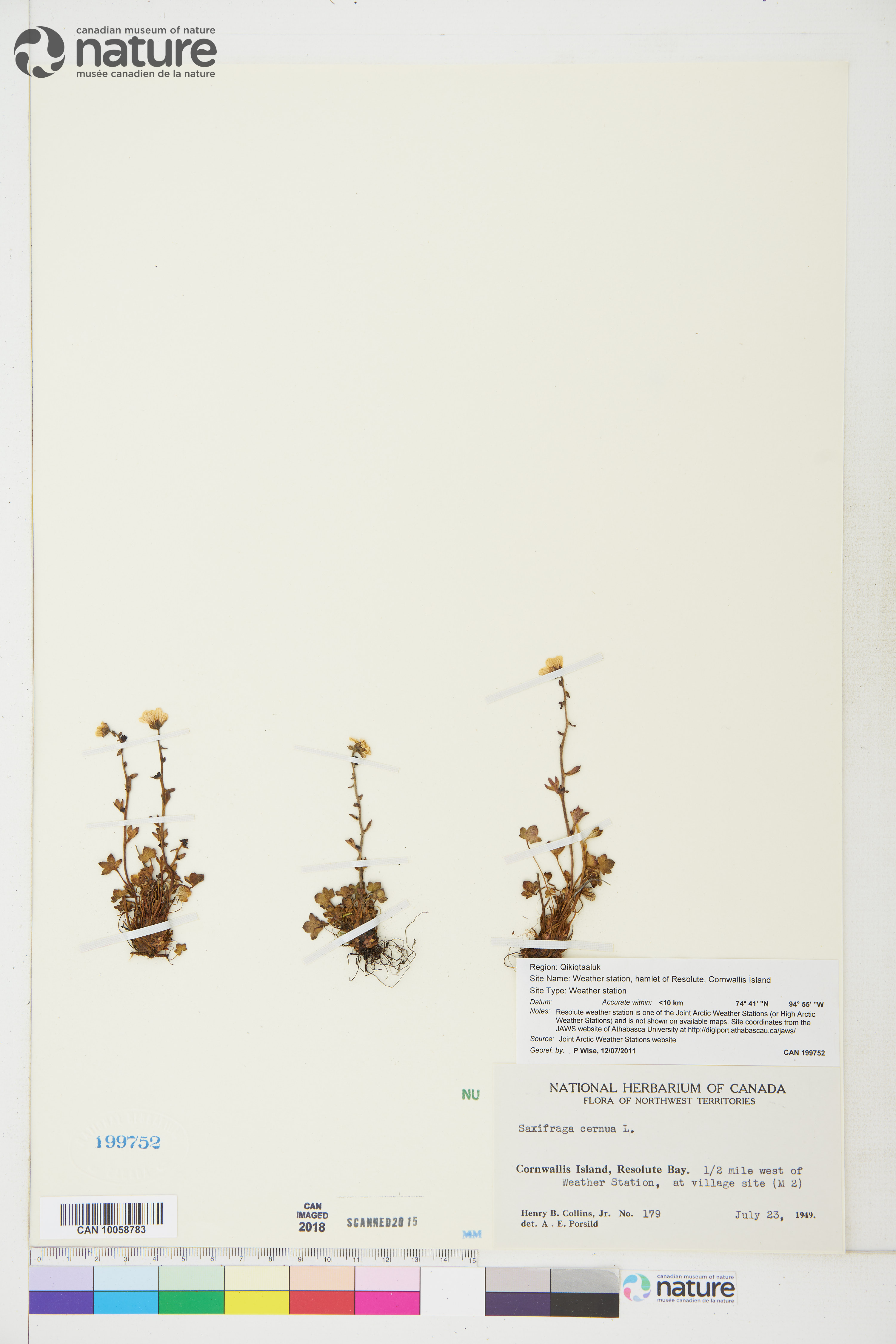 Saxifraga cernua image