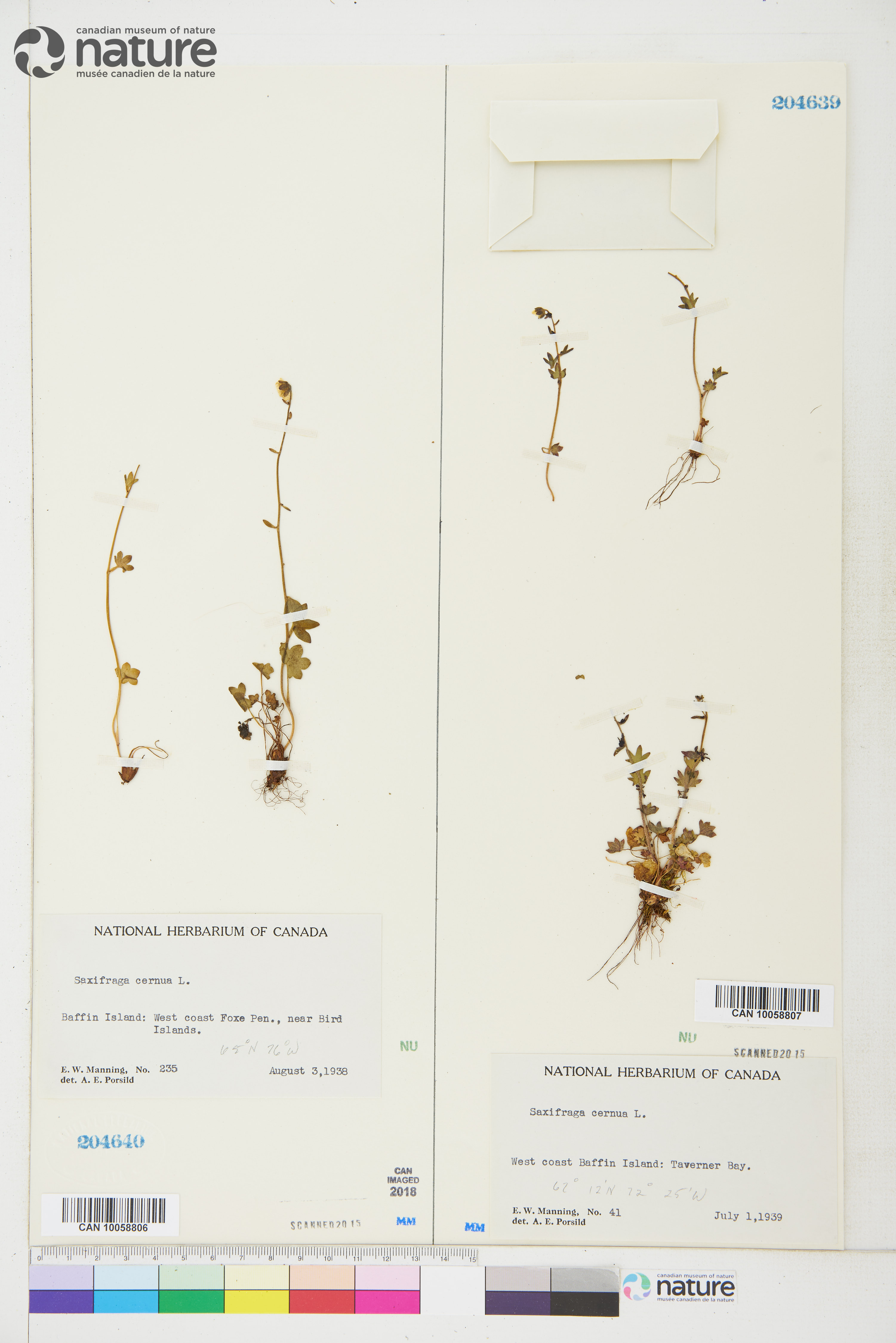 Saxifraga cernua image