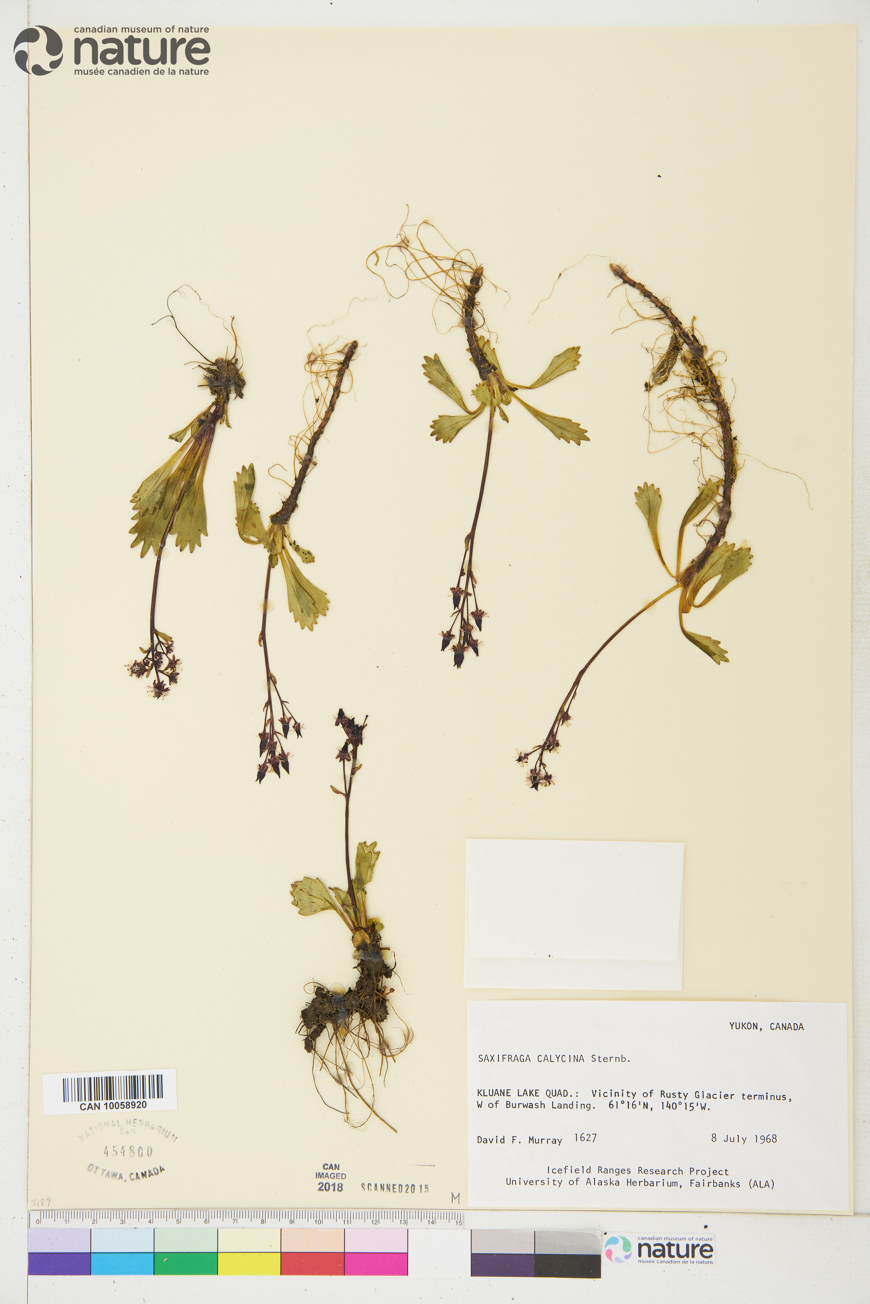 Saxifraga calycina image