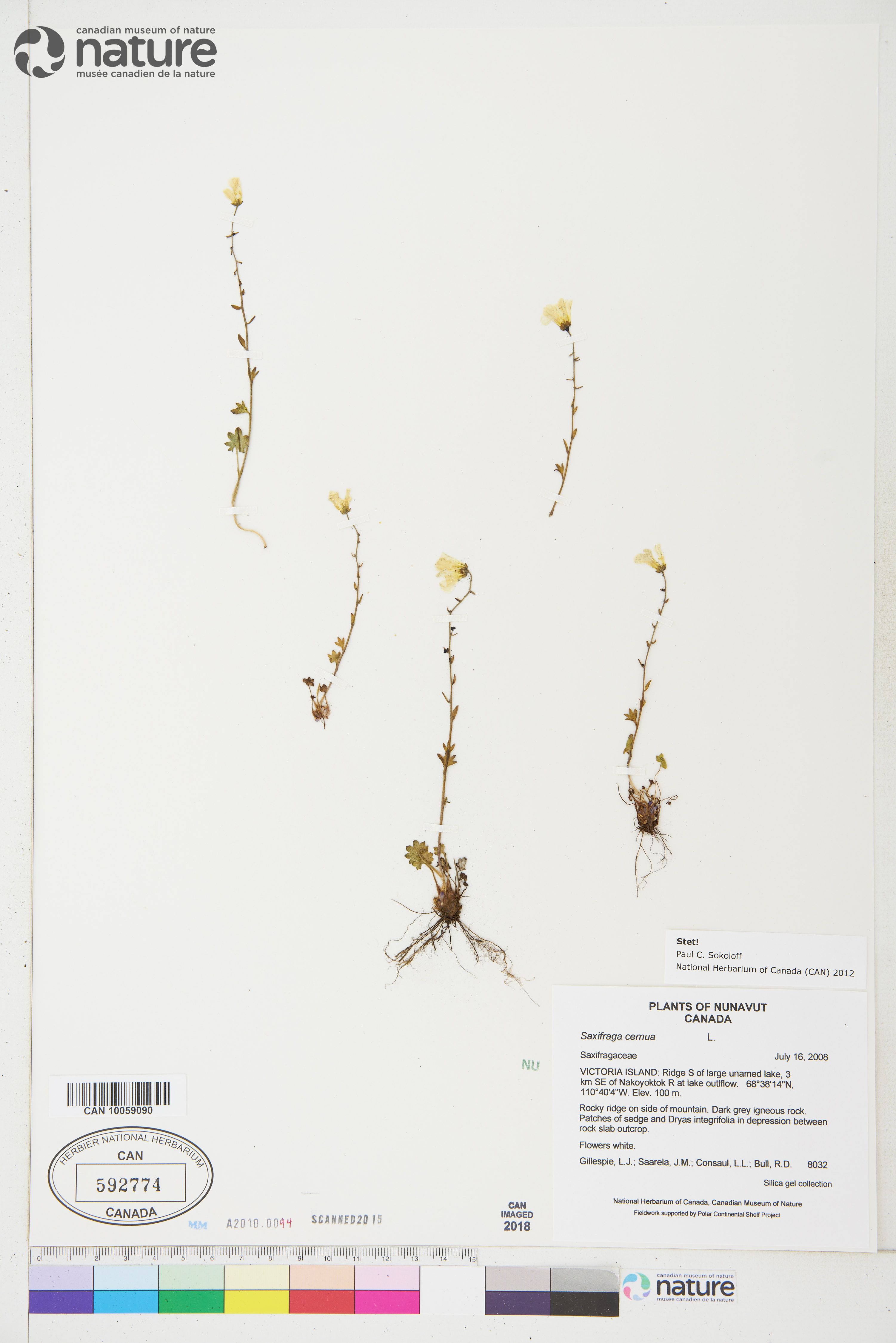 Saxifraga cernua image