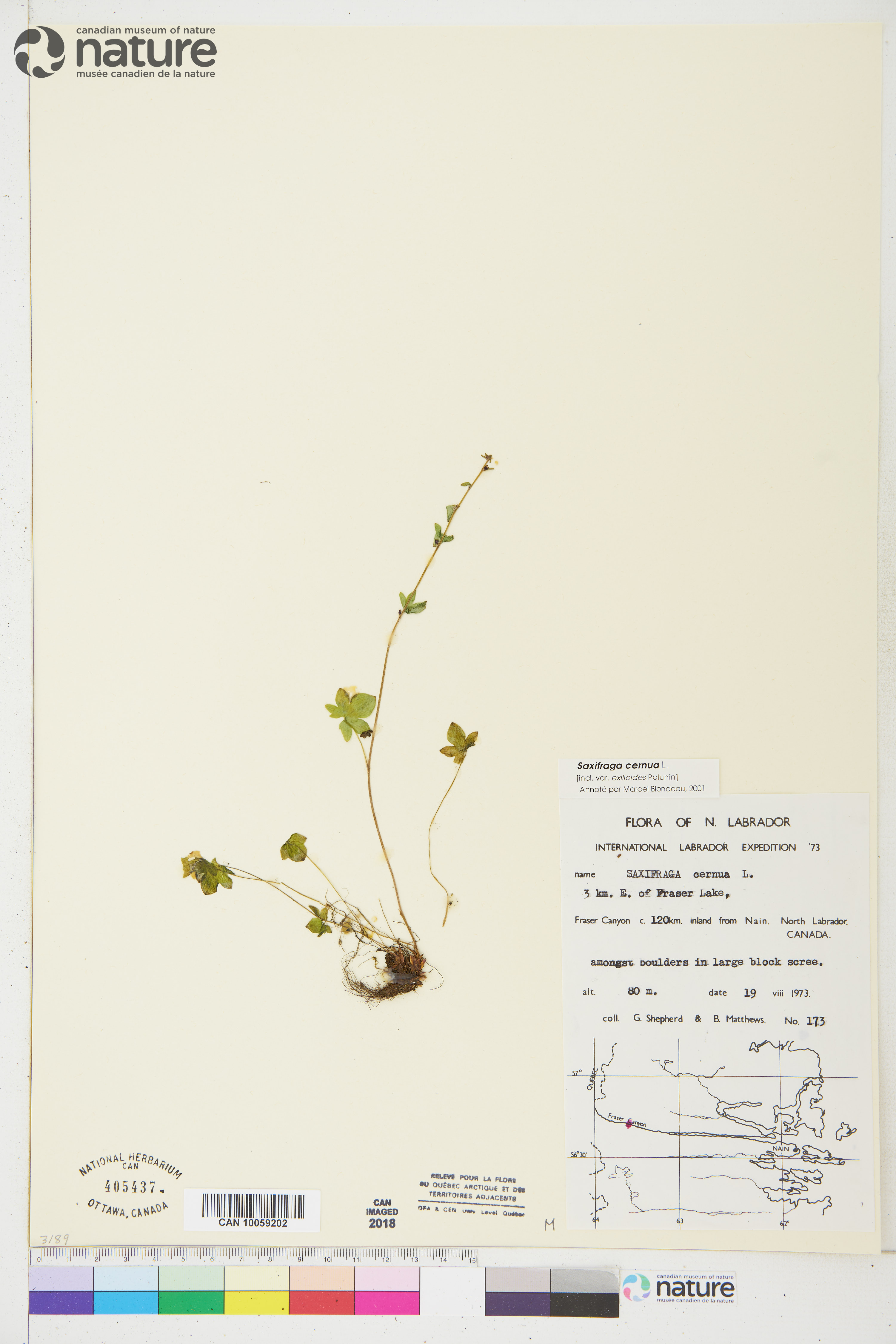 Saxifraga cernua image