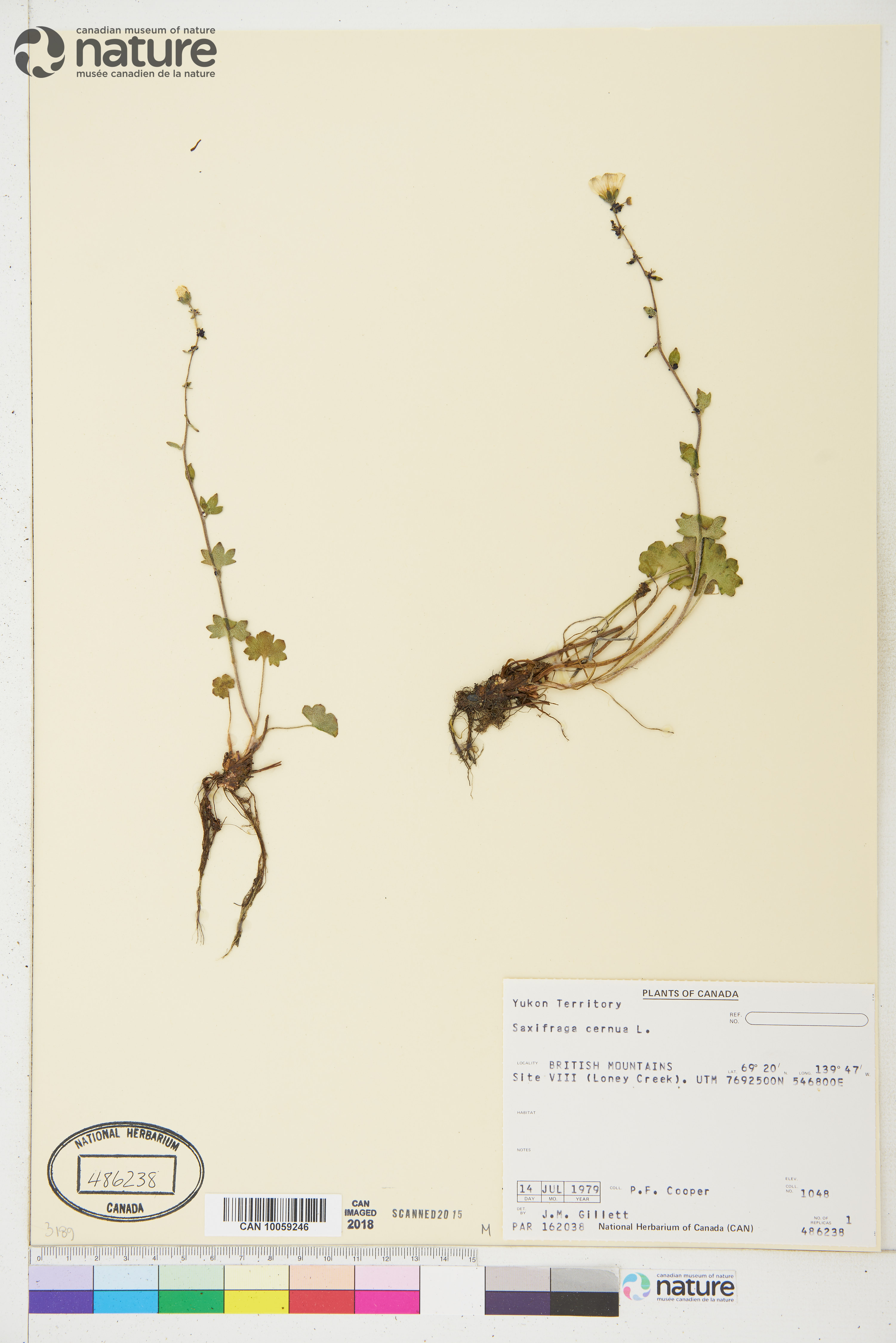 Saxifraga cernua image