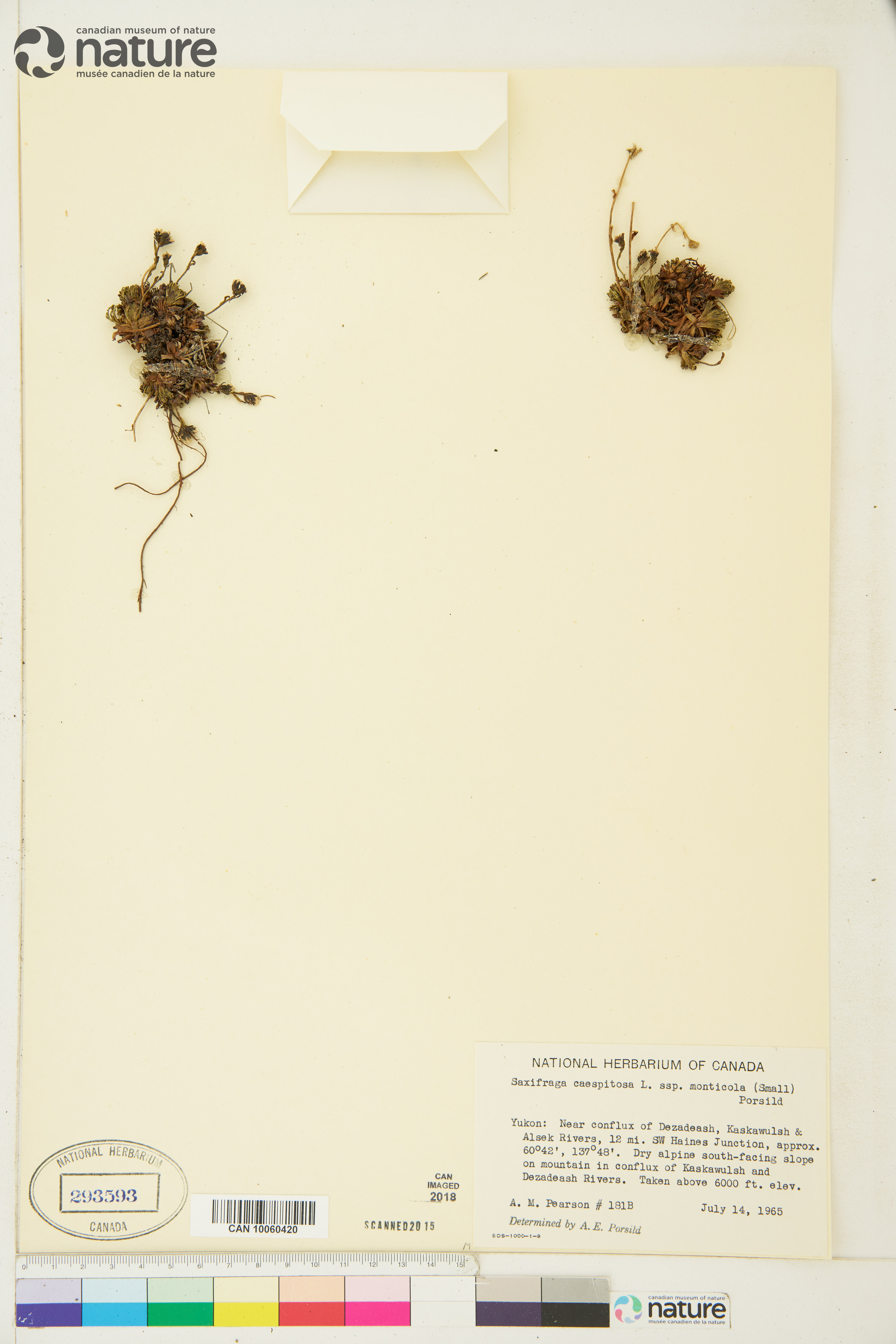 Saxifraga monticola image