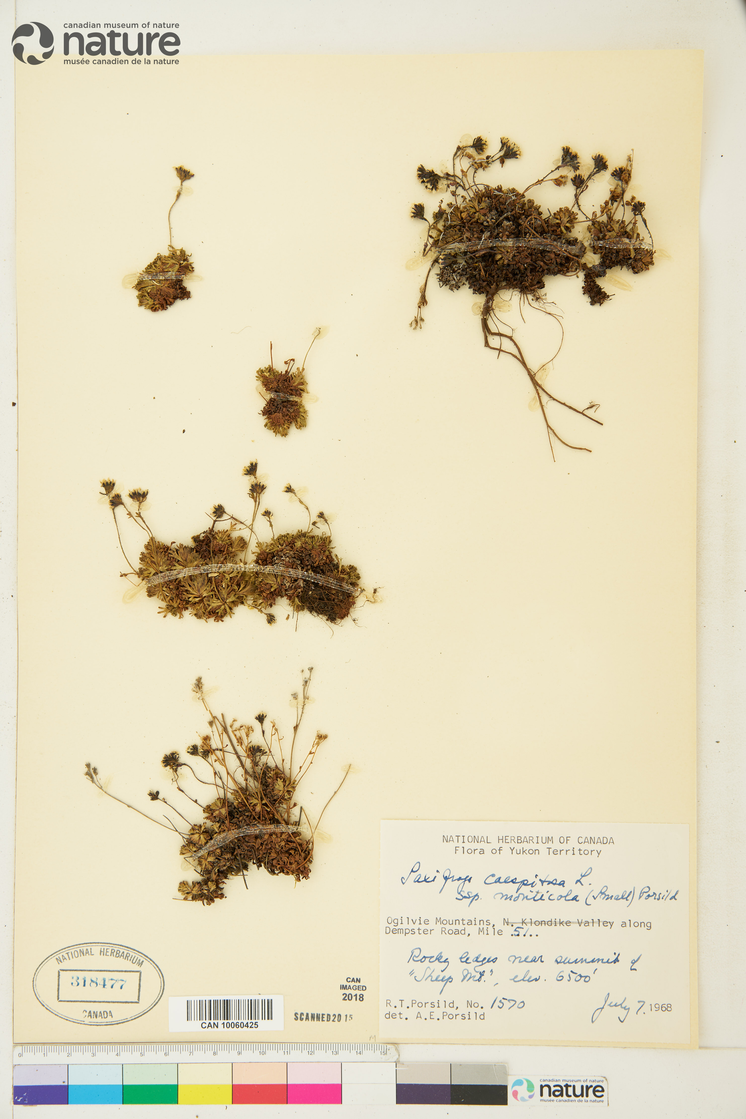 Saxifraga monticola image