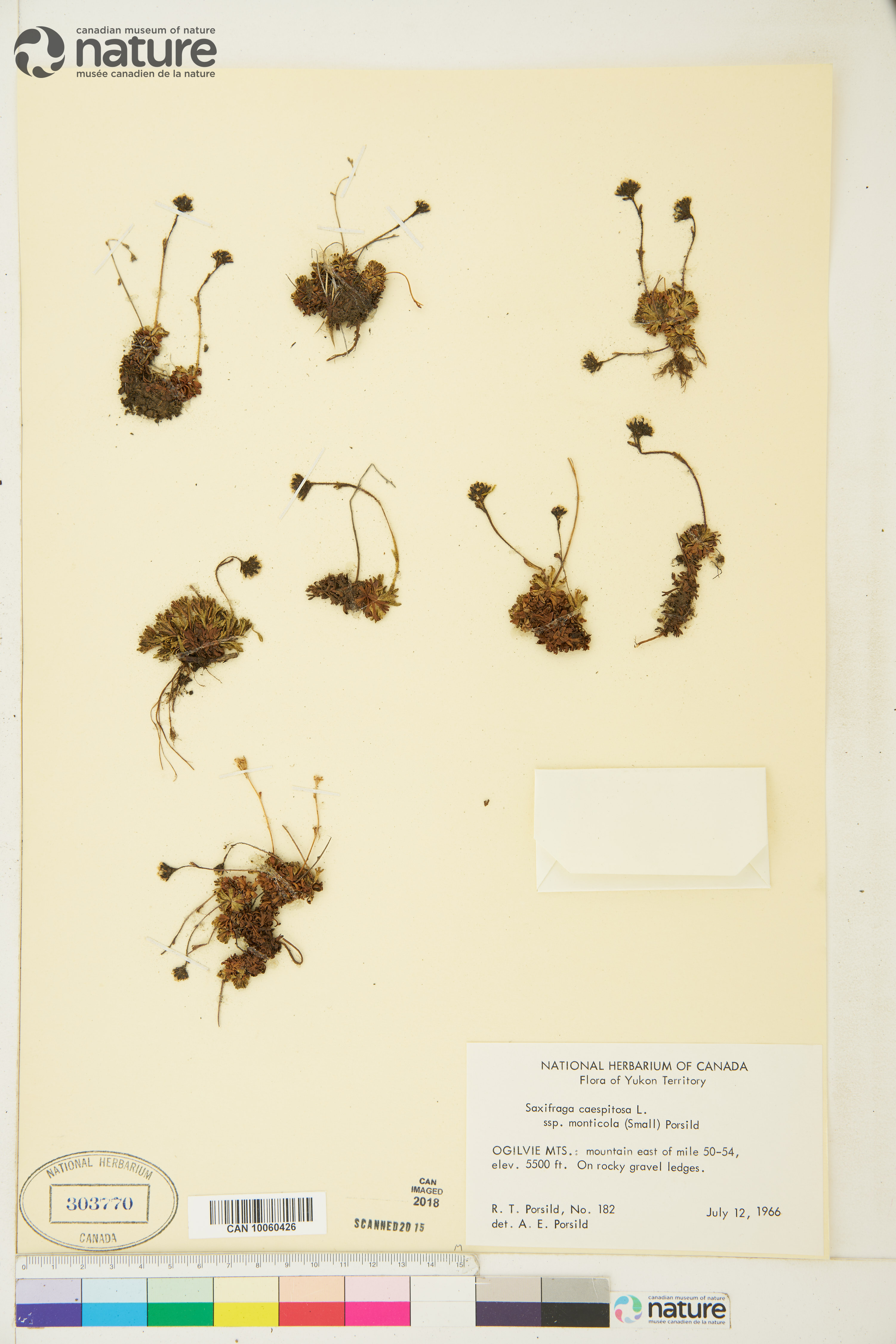 Saxifraga monticola image