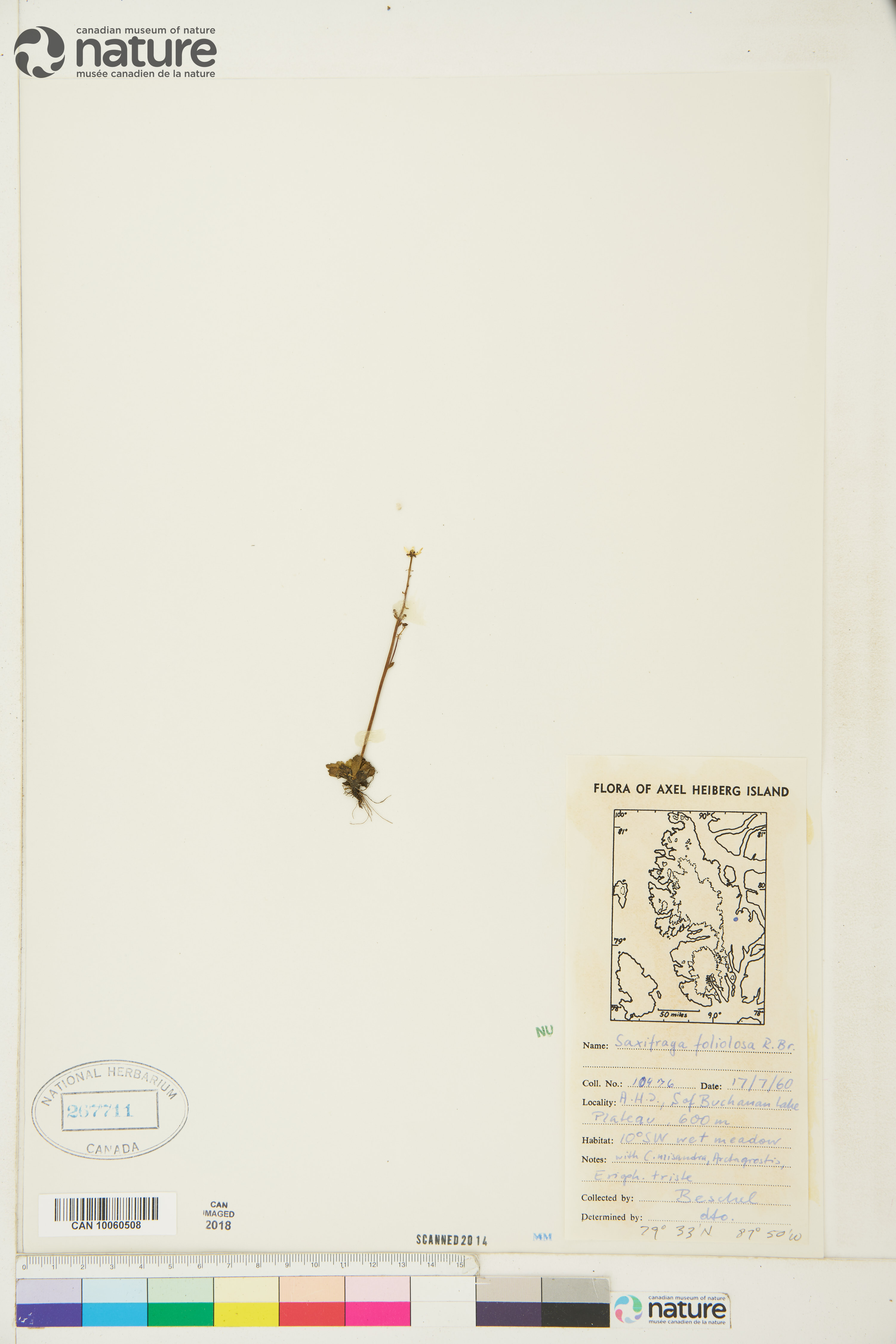 Micranthes foliolosa image