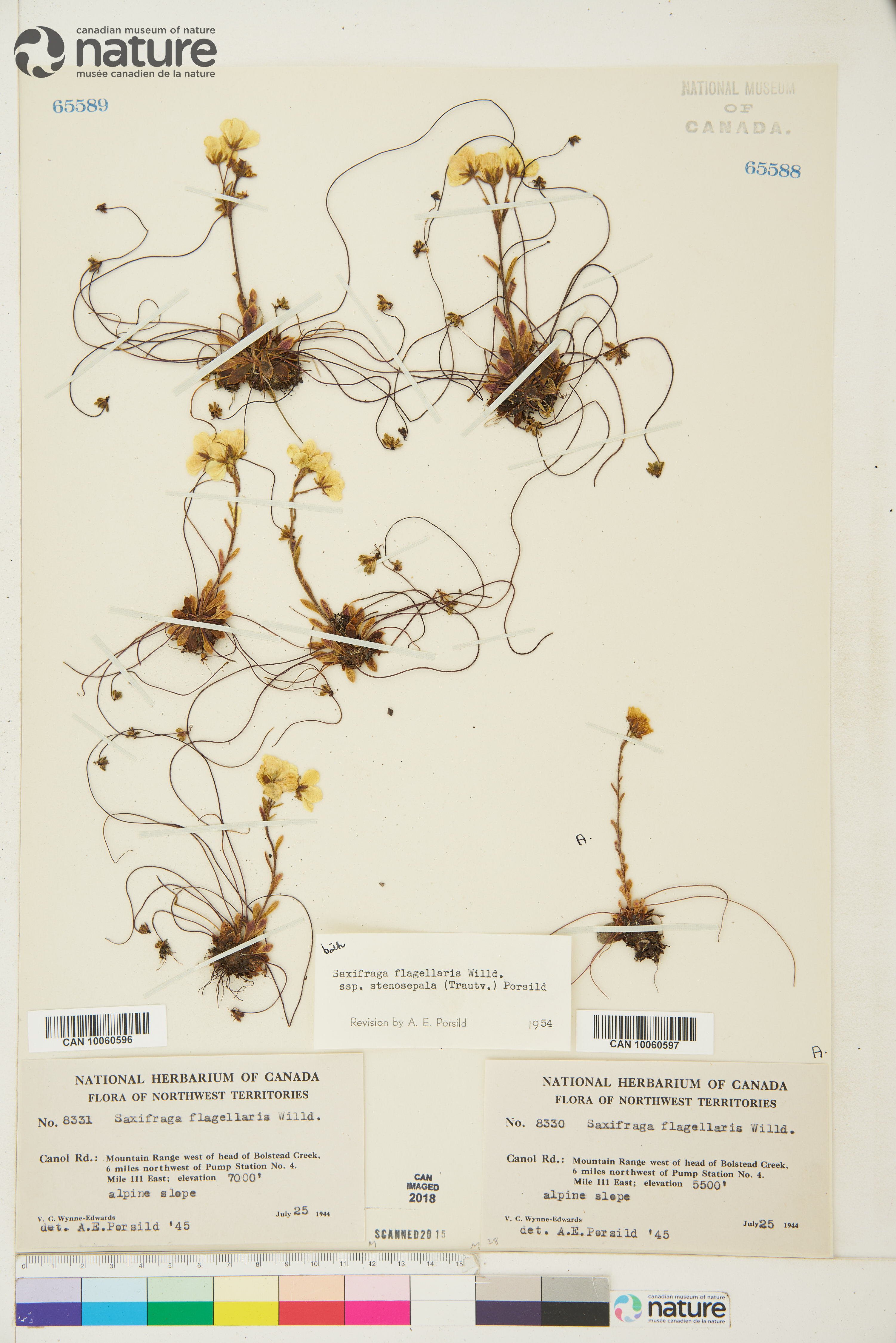 Saxifraga flagellaris subsp. platysepala image