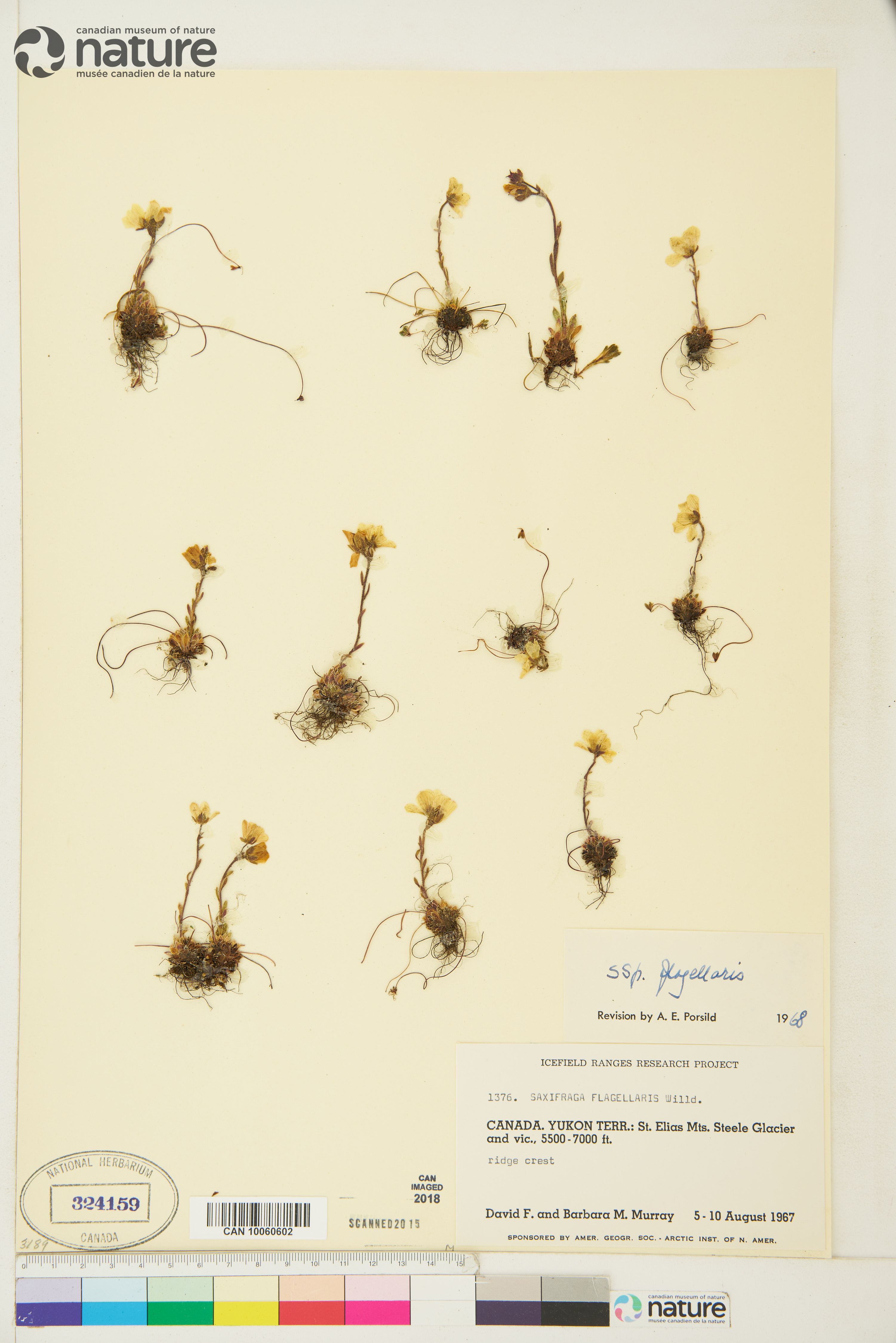 Saxifraga flagellaris subsp. flagellaris image