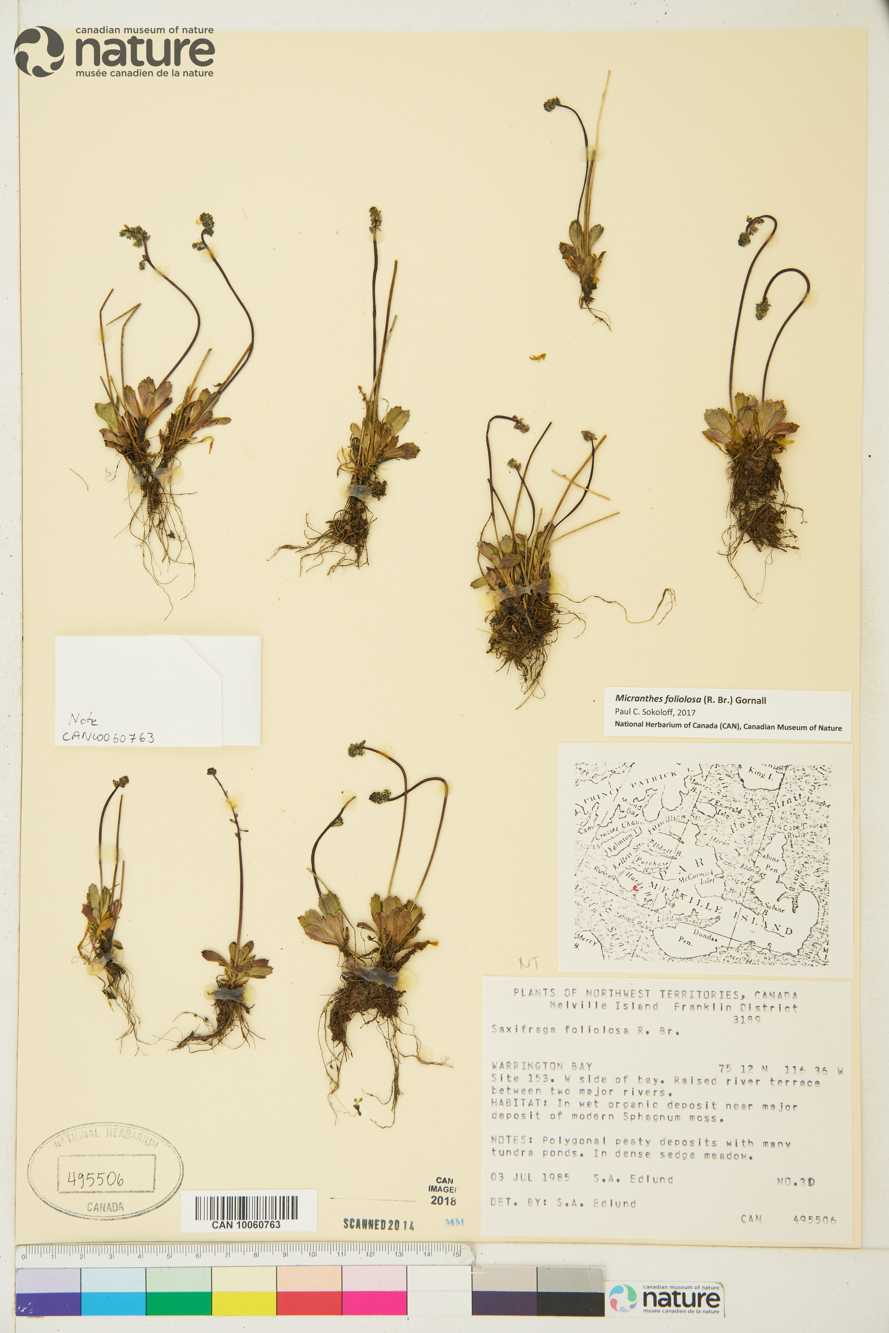 Micranthes foliolosa image