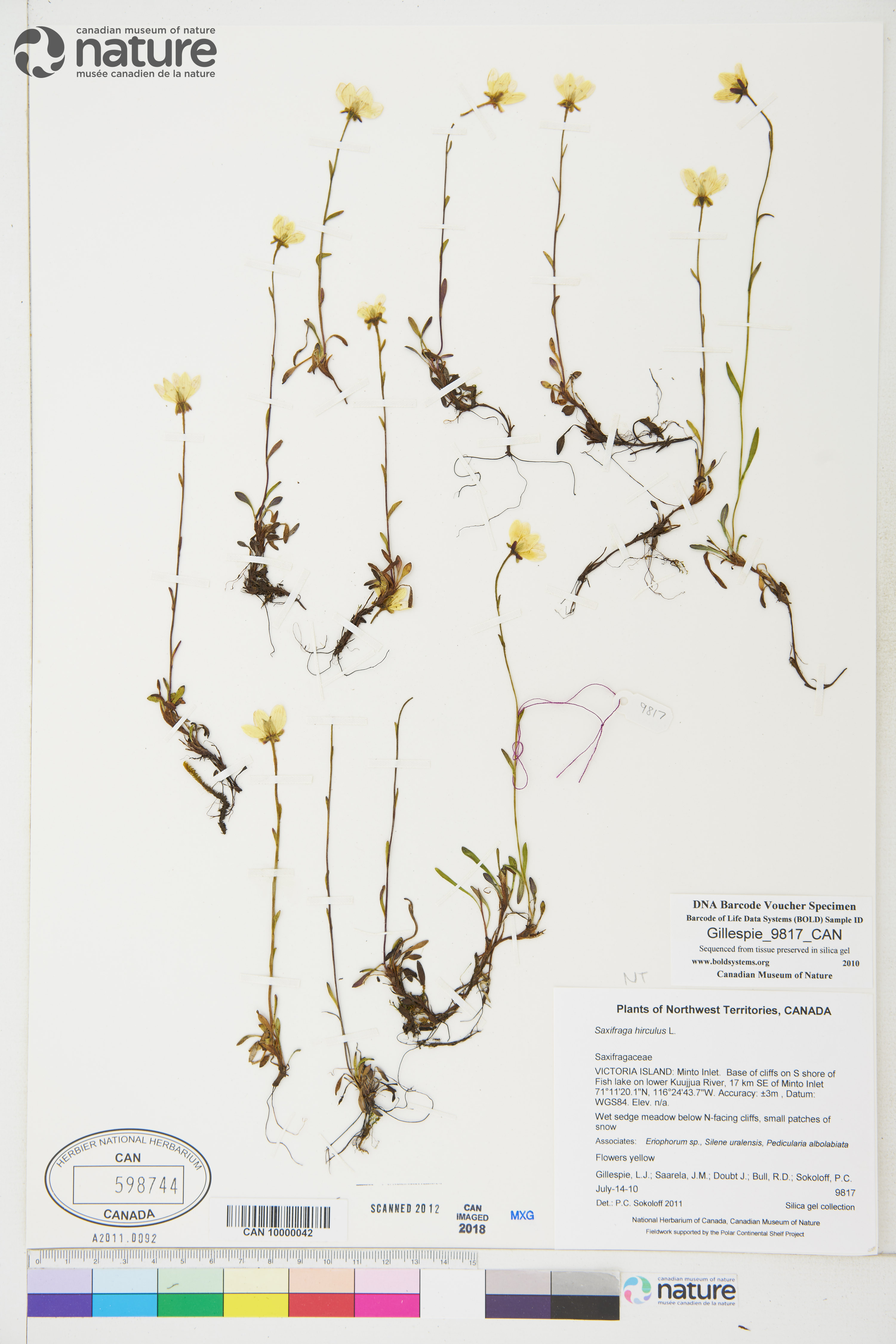 Saxifraga hirculus image